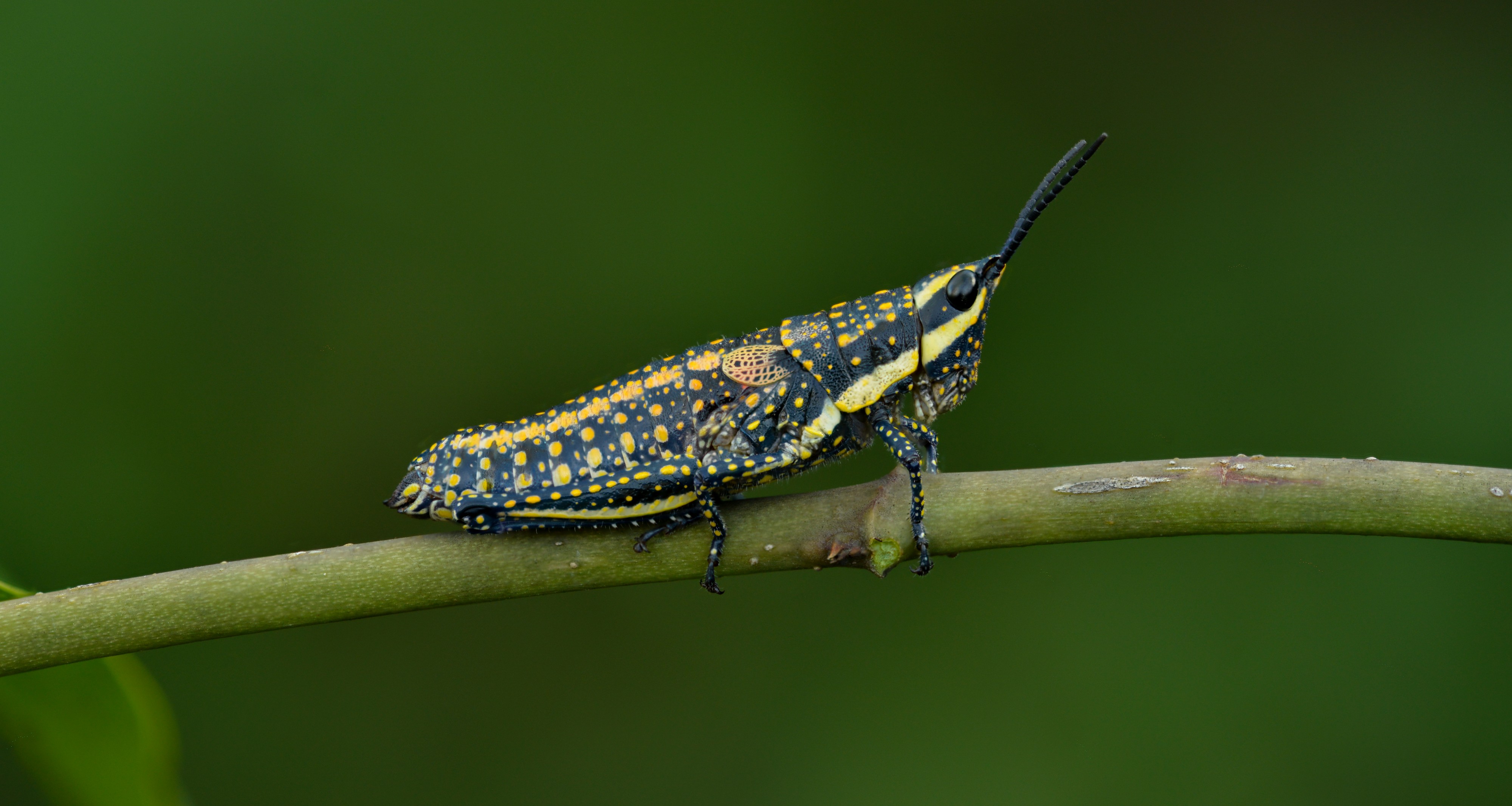 Grasshopper mid (42498553942)