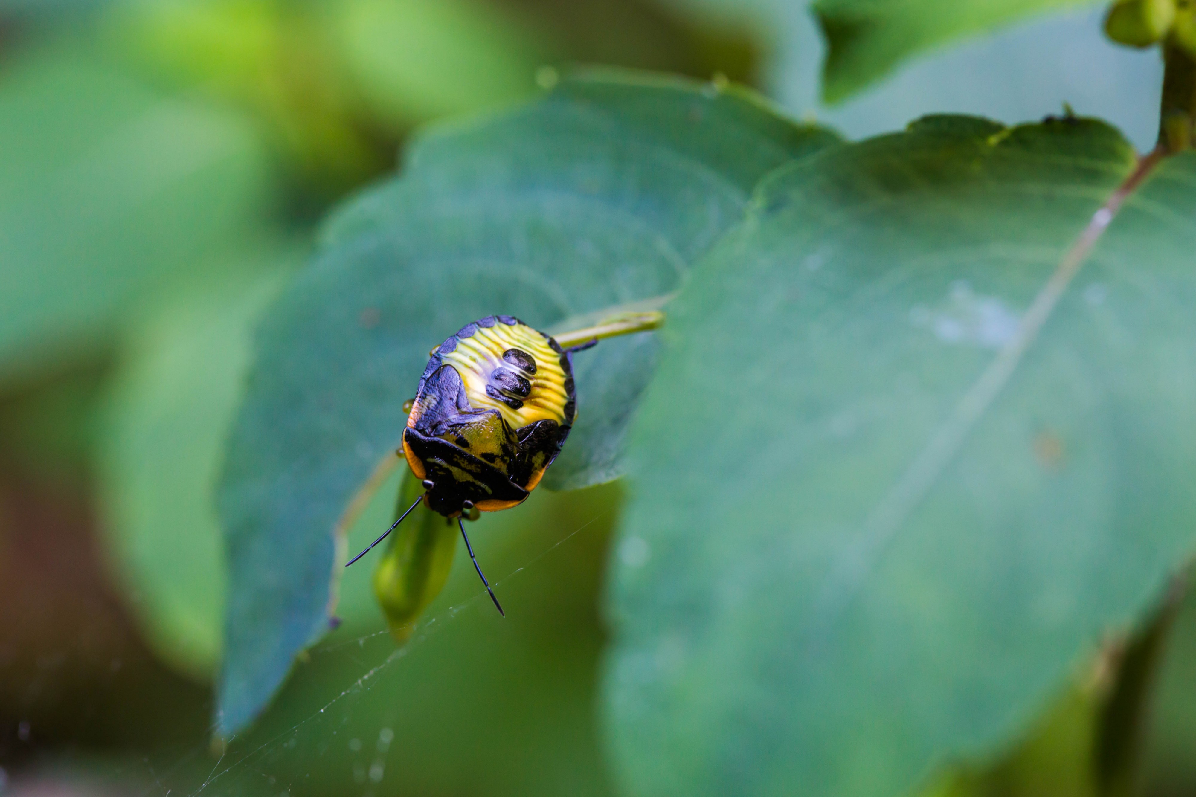 Green stinkbug (29472045661)