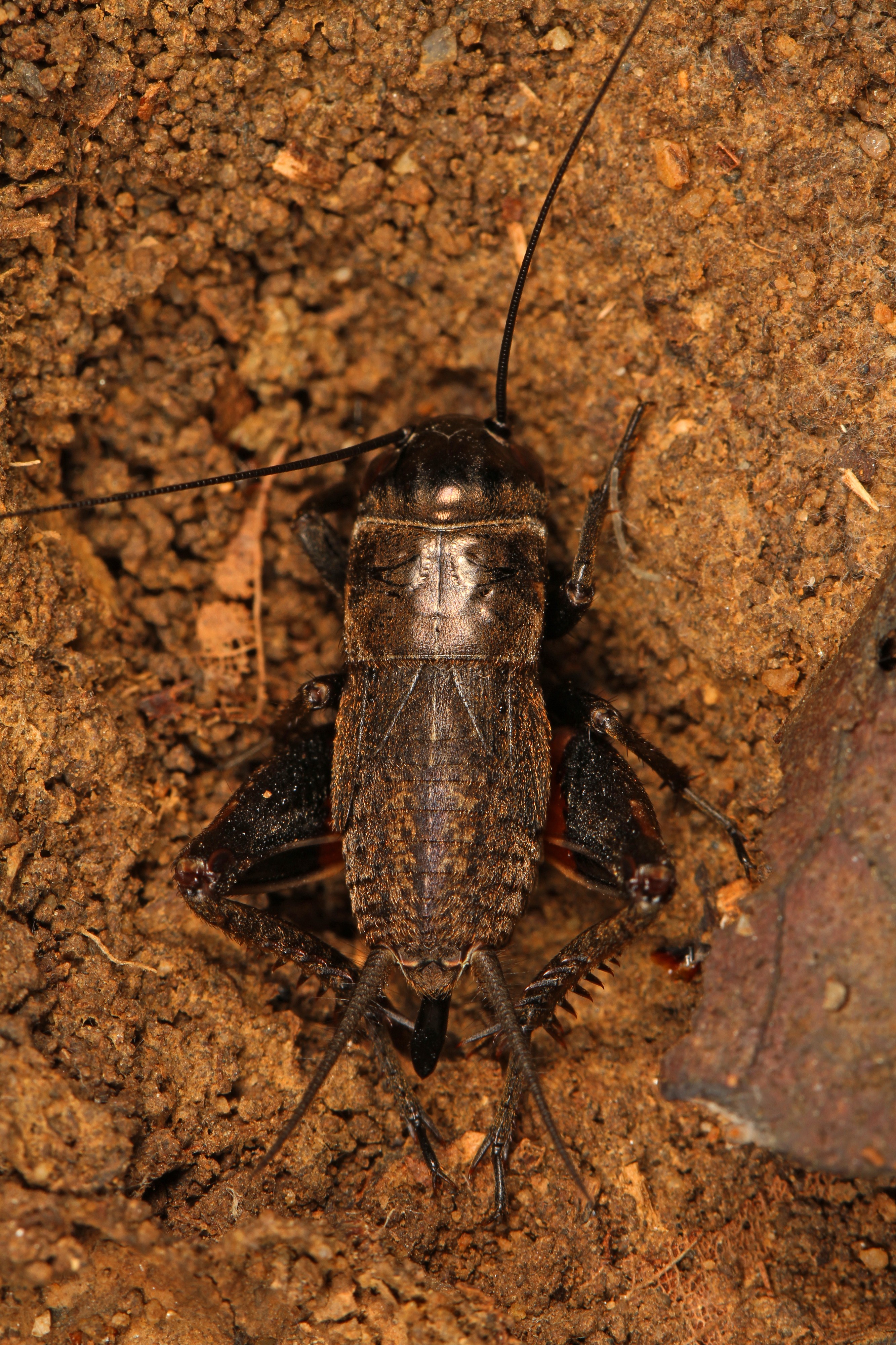 Ground Cricket, Meadowood Farm SRMA, Mason Neck, Virginia