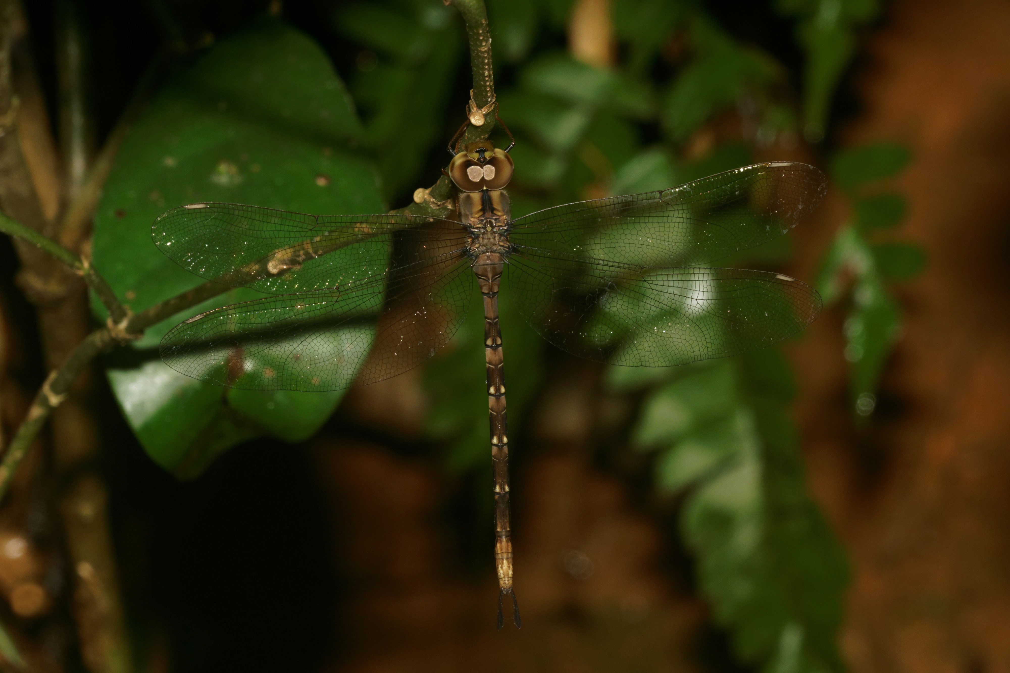 Gynacantha-Kadavoor-2016-07-11-001