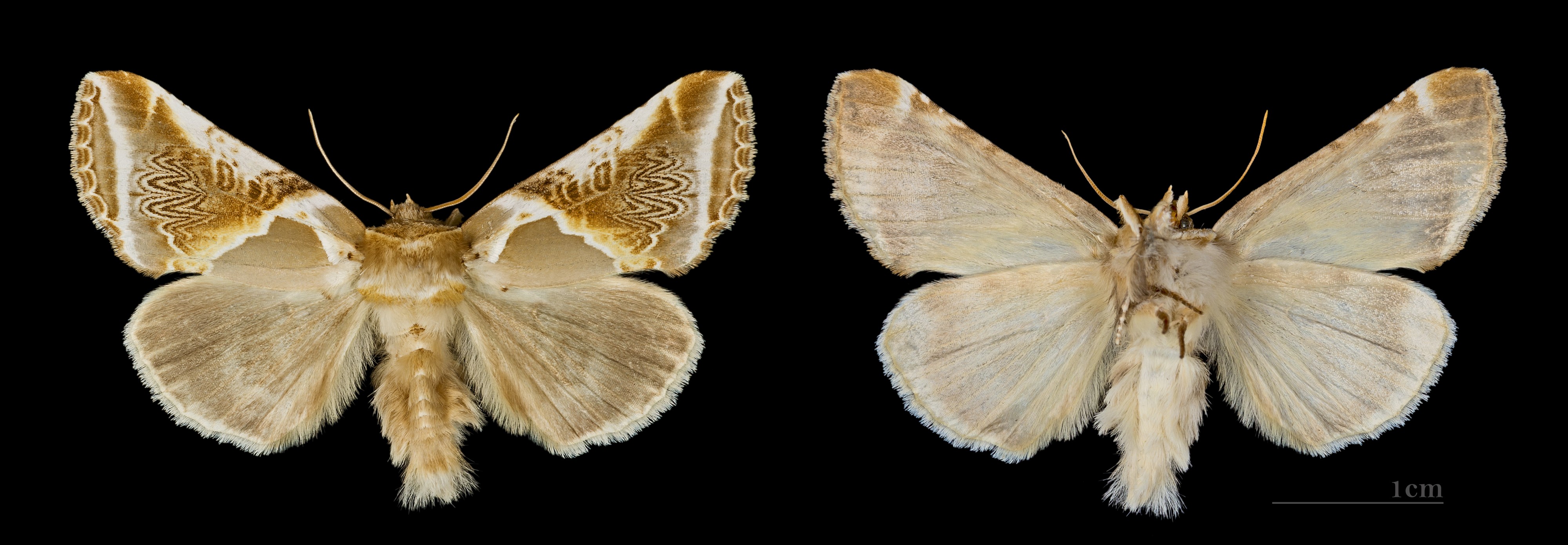 Habrosyne pyritoides MHNT.CUT.2012.0.356.Crest-Voland