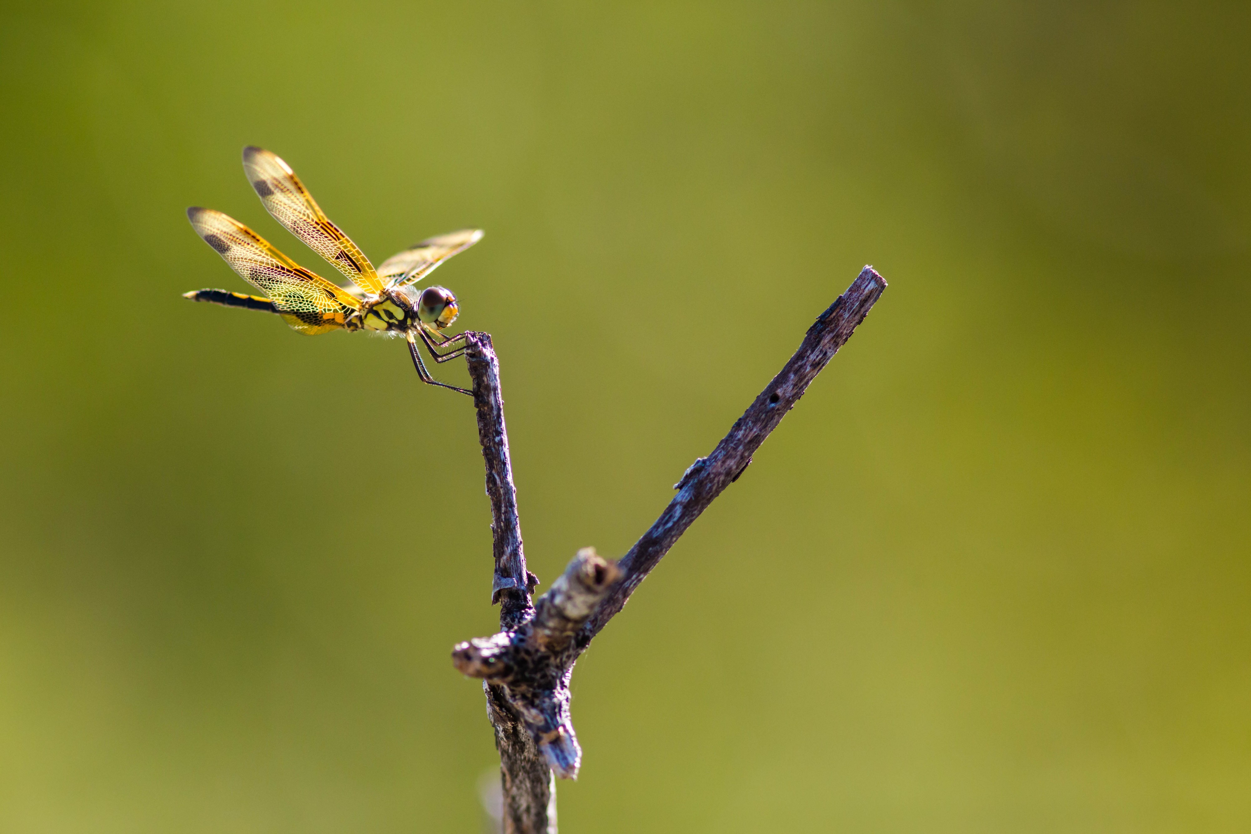 Halloween pennant (32432801614)