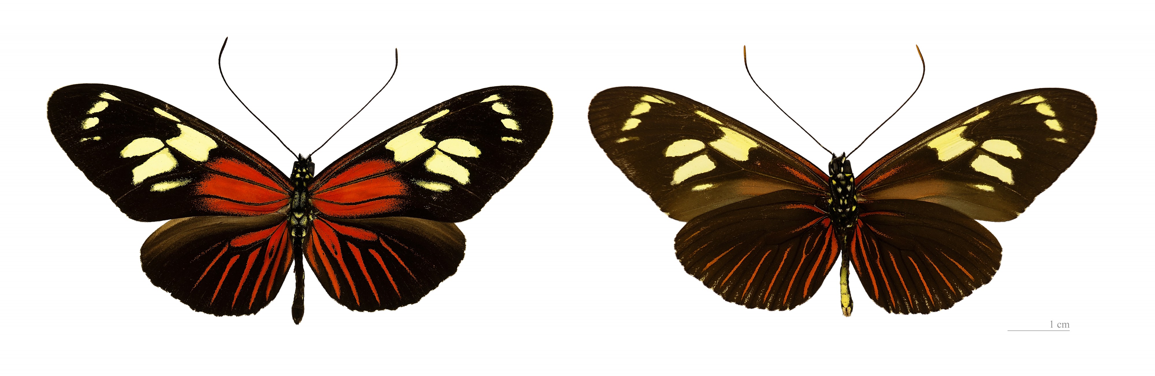 Heliconius burneyi catharinae MHNT