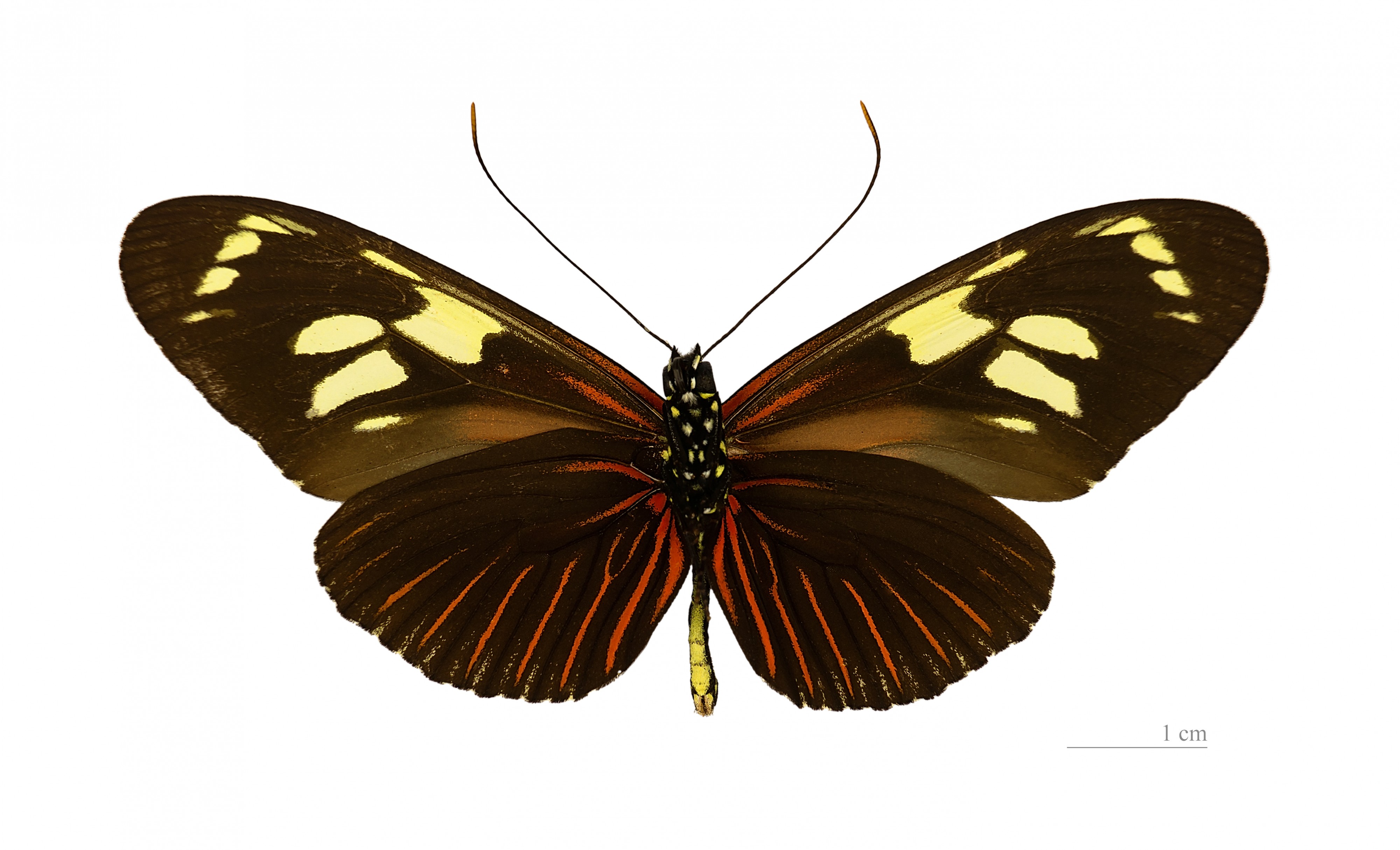 Heliconius burneyi catharinae MHNT ventre