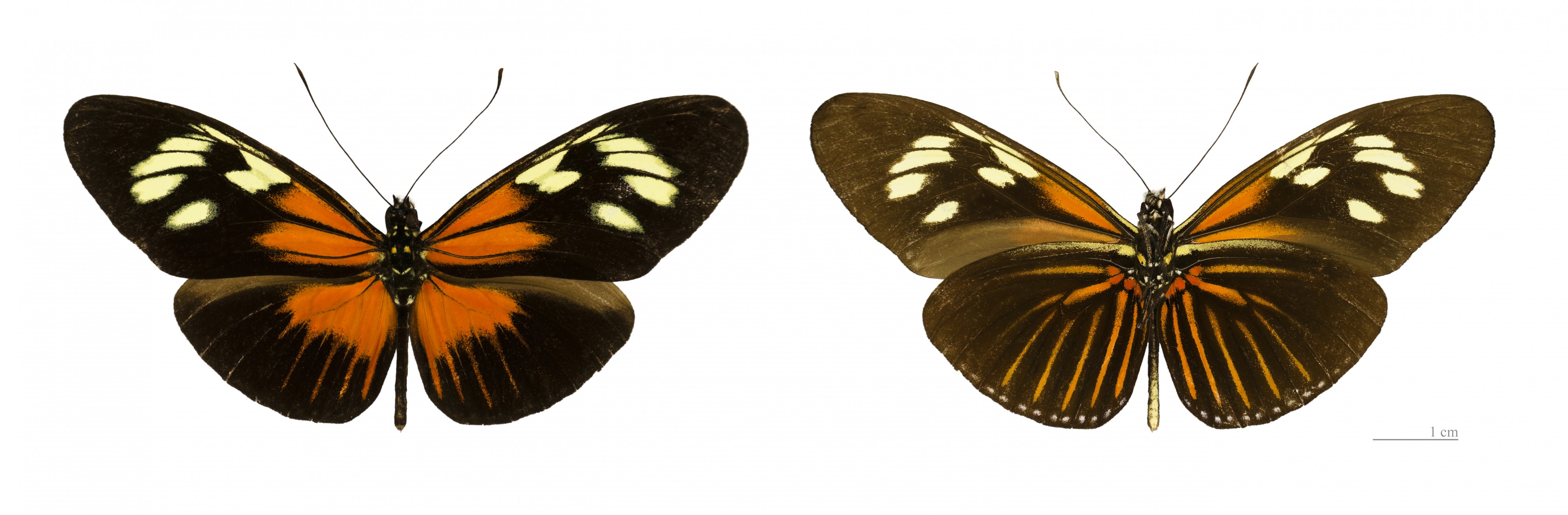 Heliconius demeter bouqueti MHNT