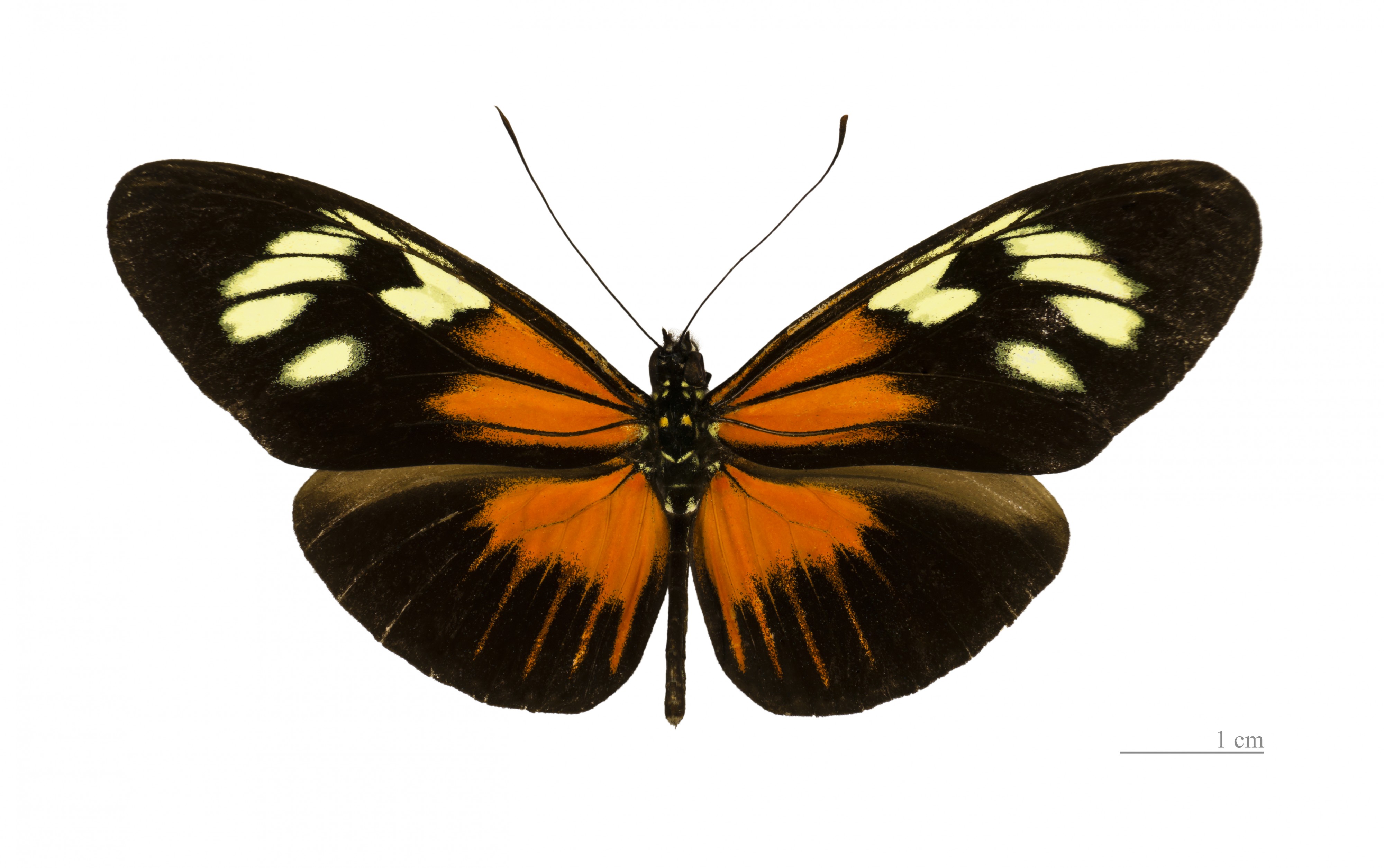 Heliconius demeter bouqueti MHNT dos