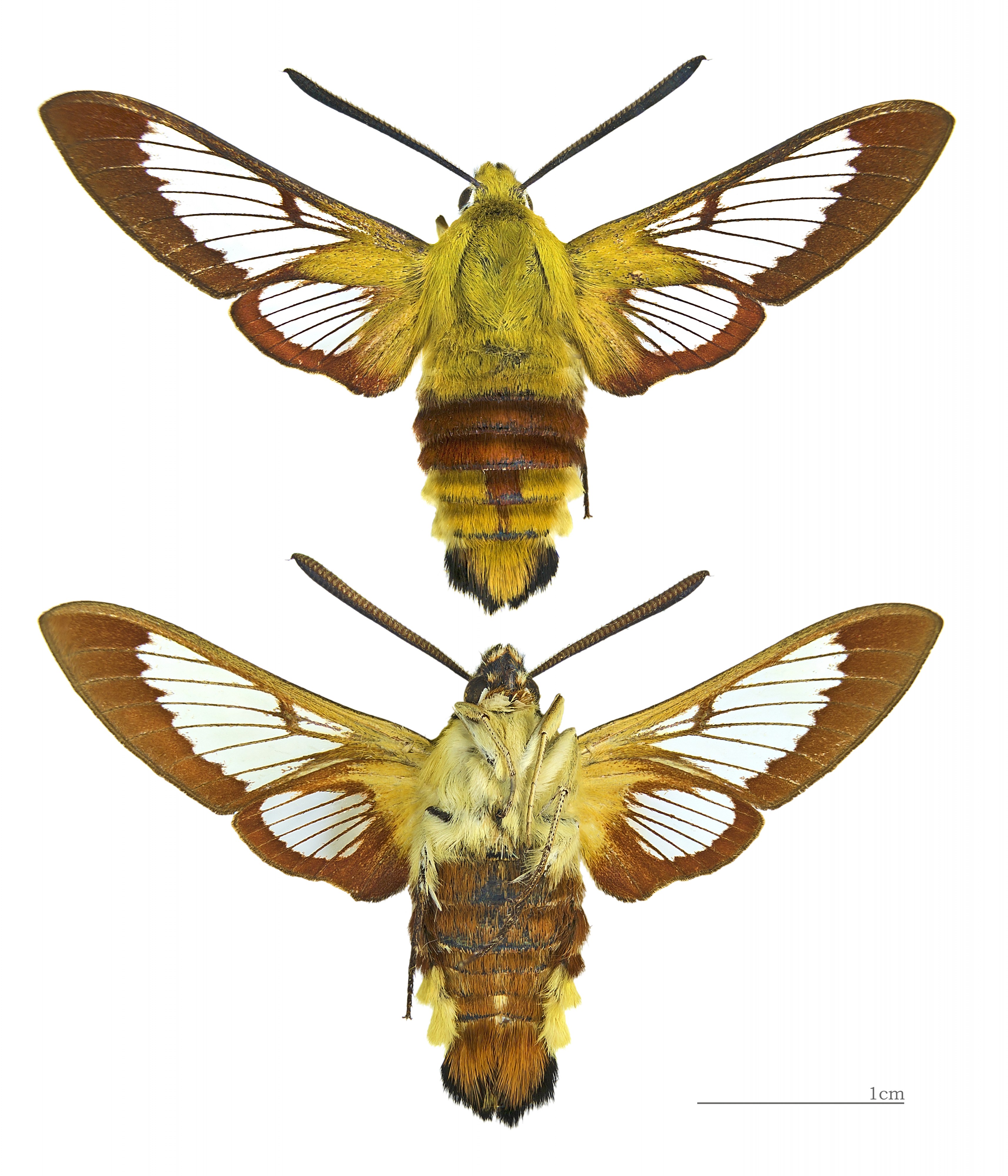 Hemaris fuciformis MHNT