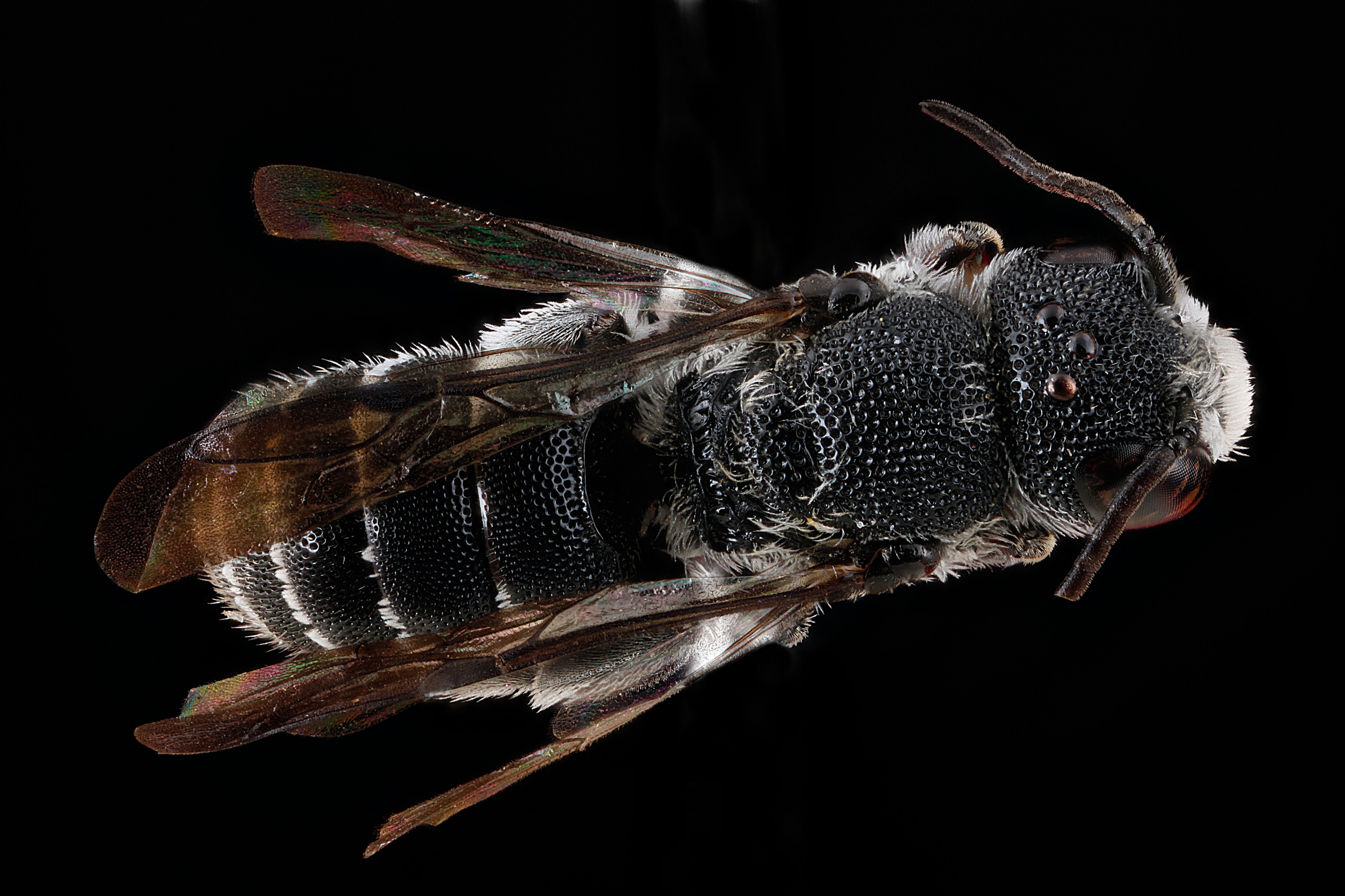Heriades-var-leavitti,-male,-back 2012-07-06-17.35.50-ZS-PMax (7699568962)