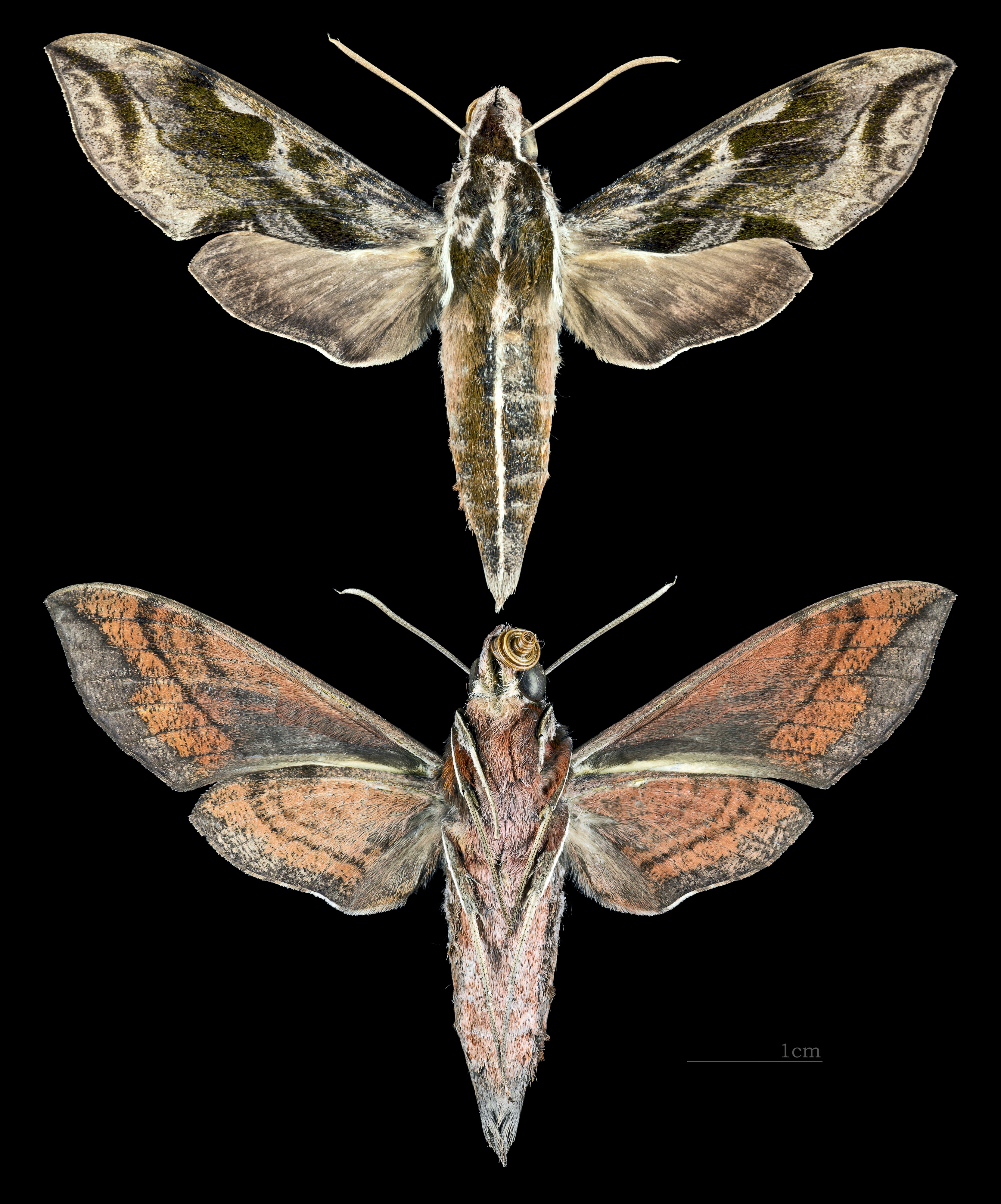 Hippotion brunnea MHNT CUT 2010 0 73 Sulawesi Palu male