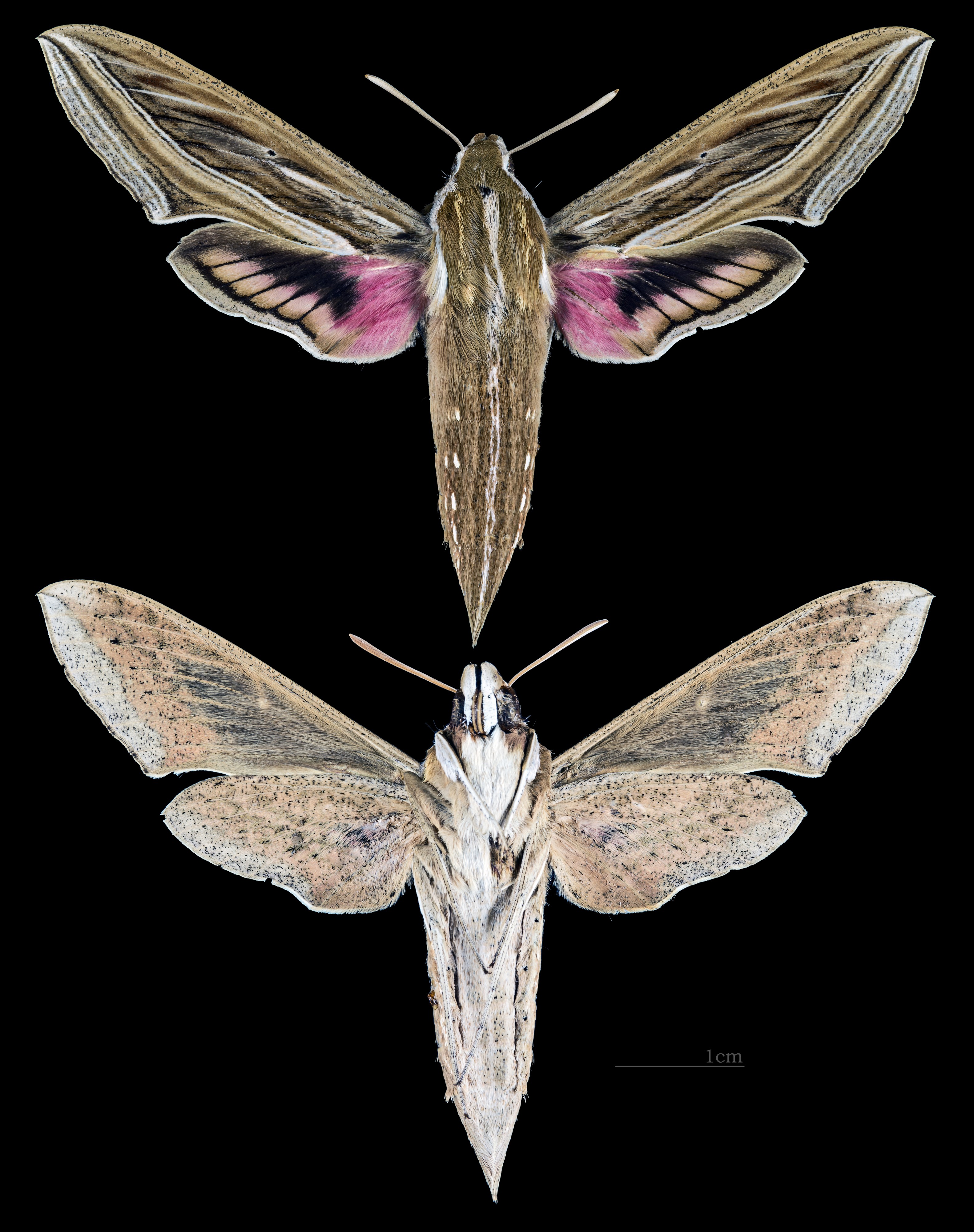 Hippotion celerio MHNT CUT 2010 0 73 Malaysia female