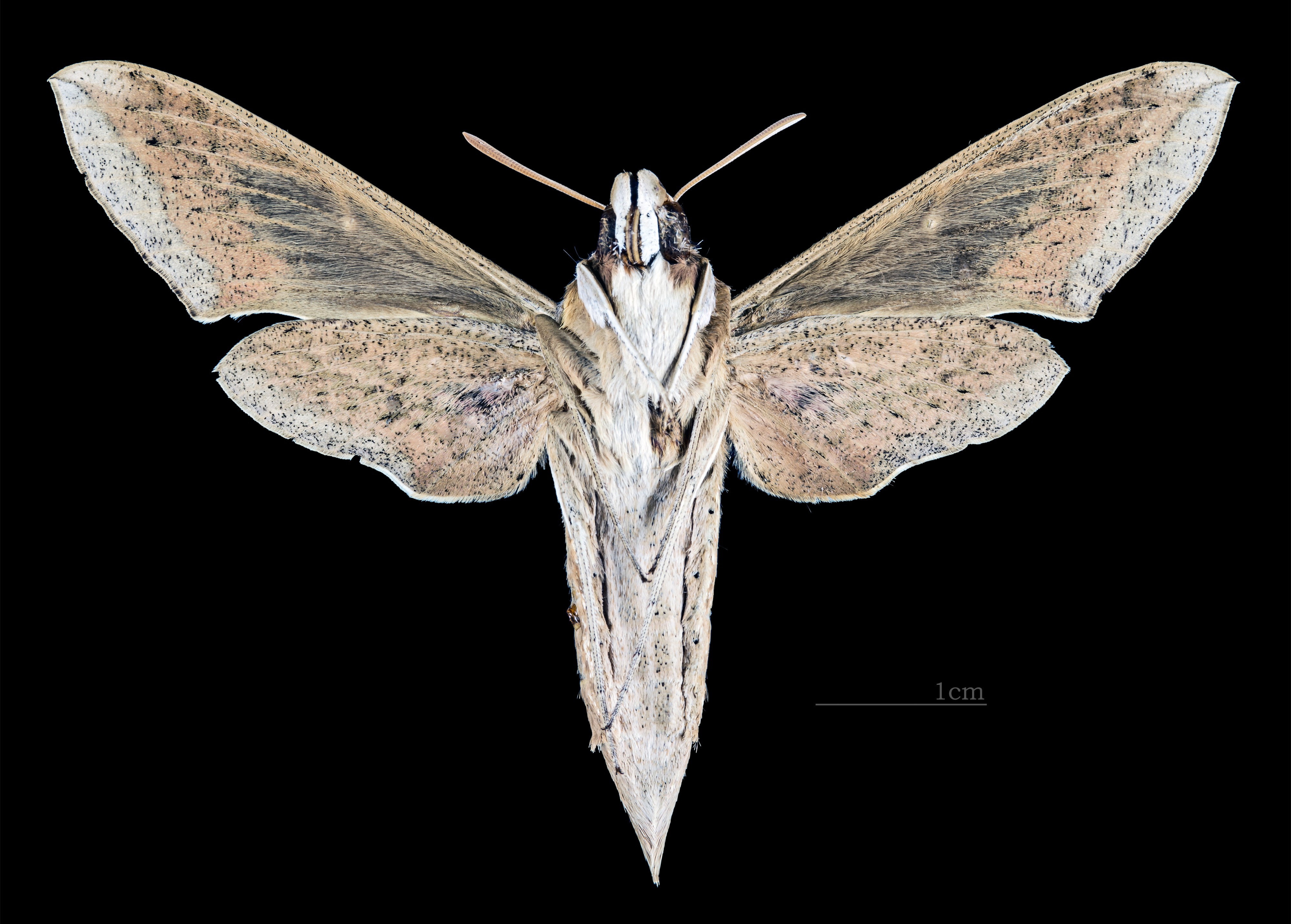 Hippotion celerio MHNT CUT 2010 0 73 Malaysia female ventral