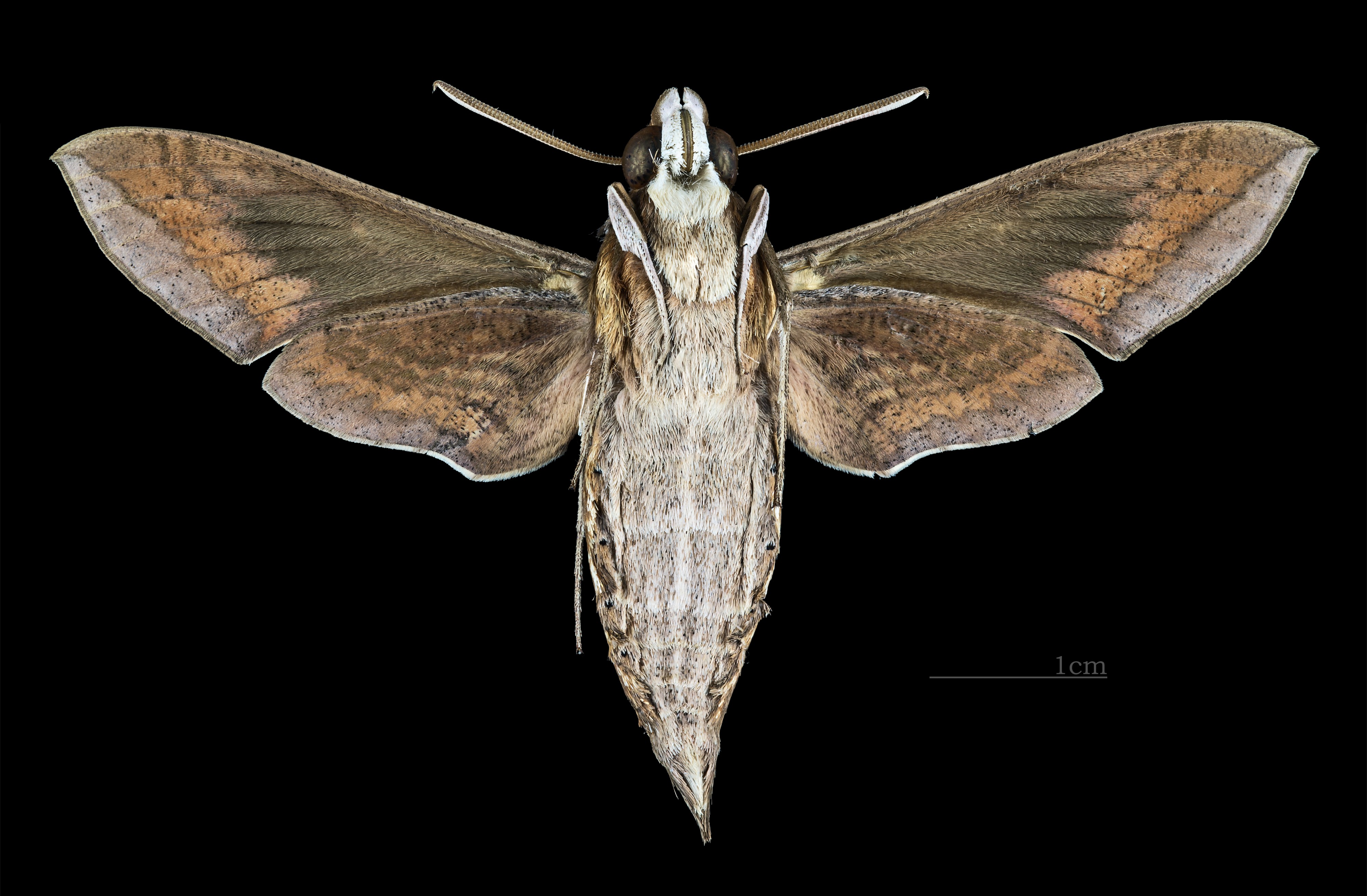 Hippotion celerio MHNT CUT 2010 0 73 Noumea male ventral