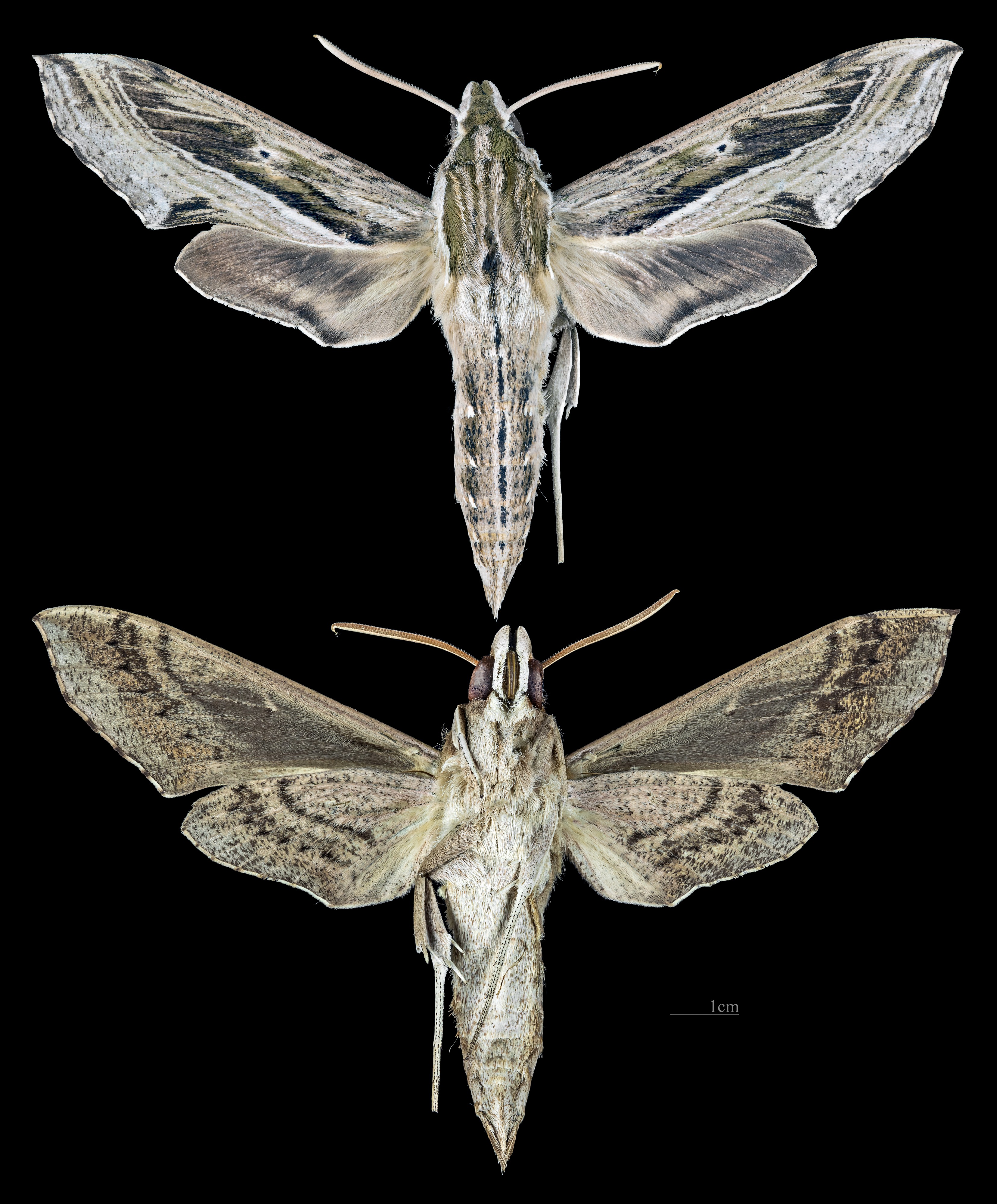 Hippotion velox MHNT CUT 2010 0 264 Ambon Indonesia male