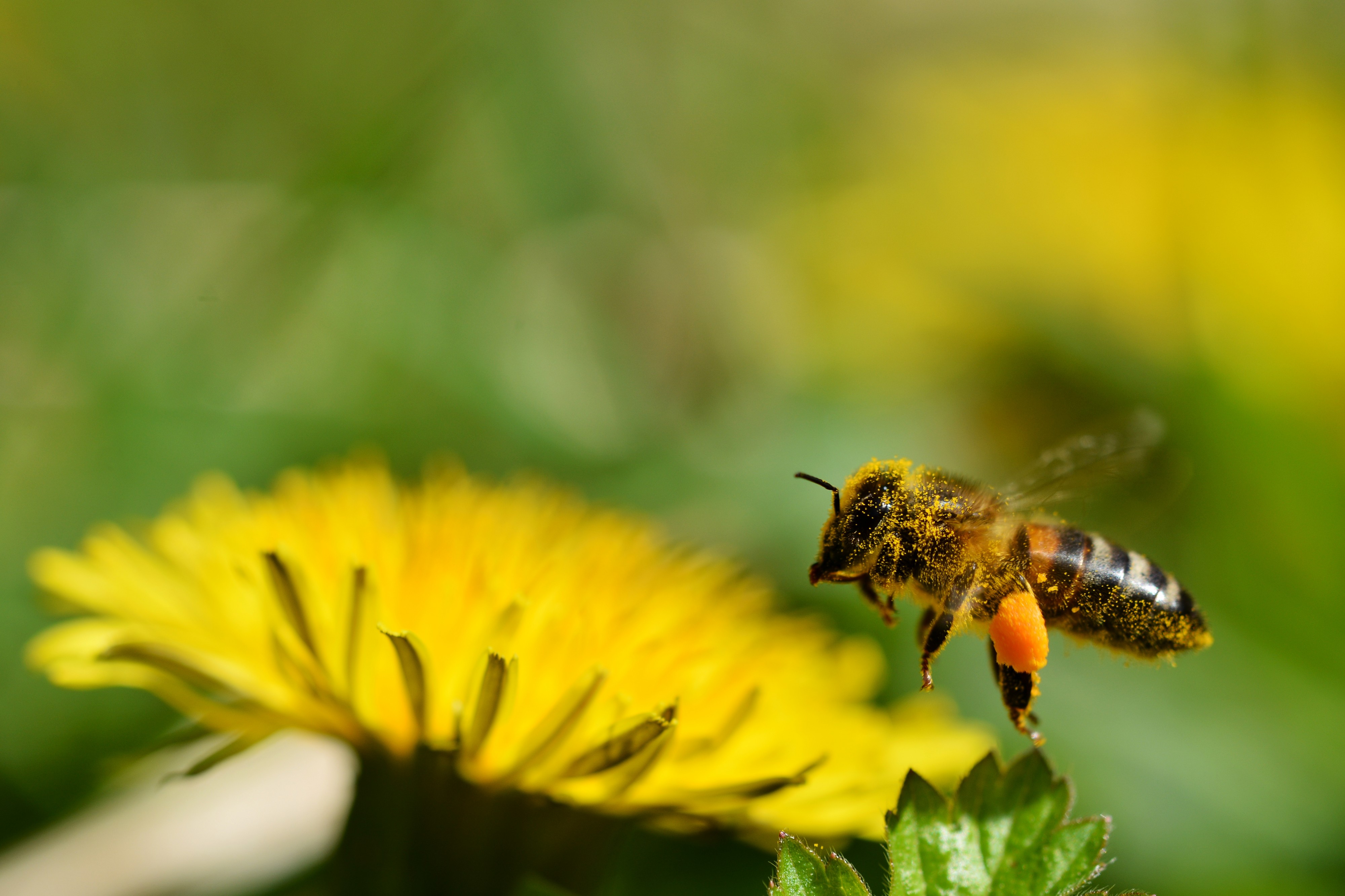 Honney bee (31246406364)