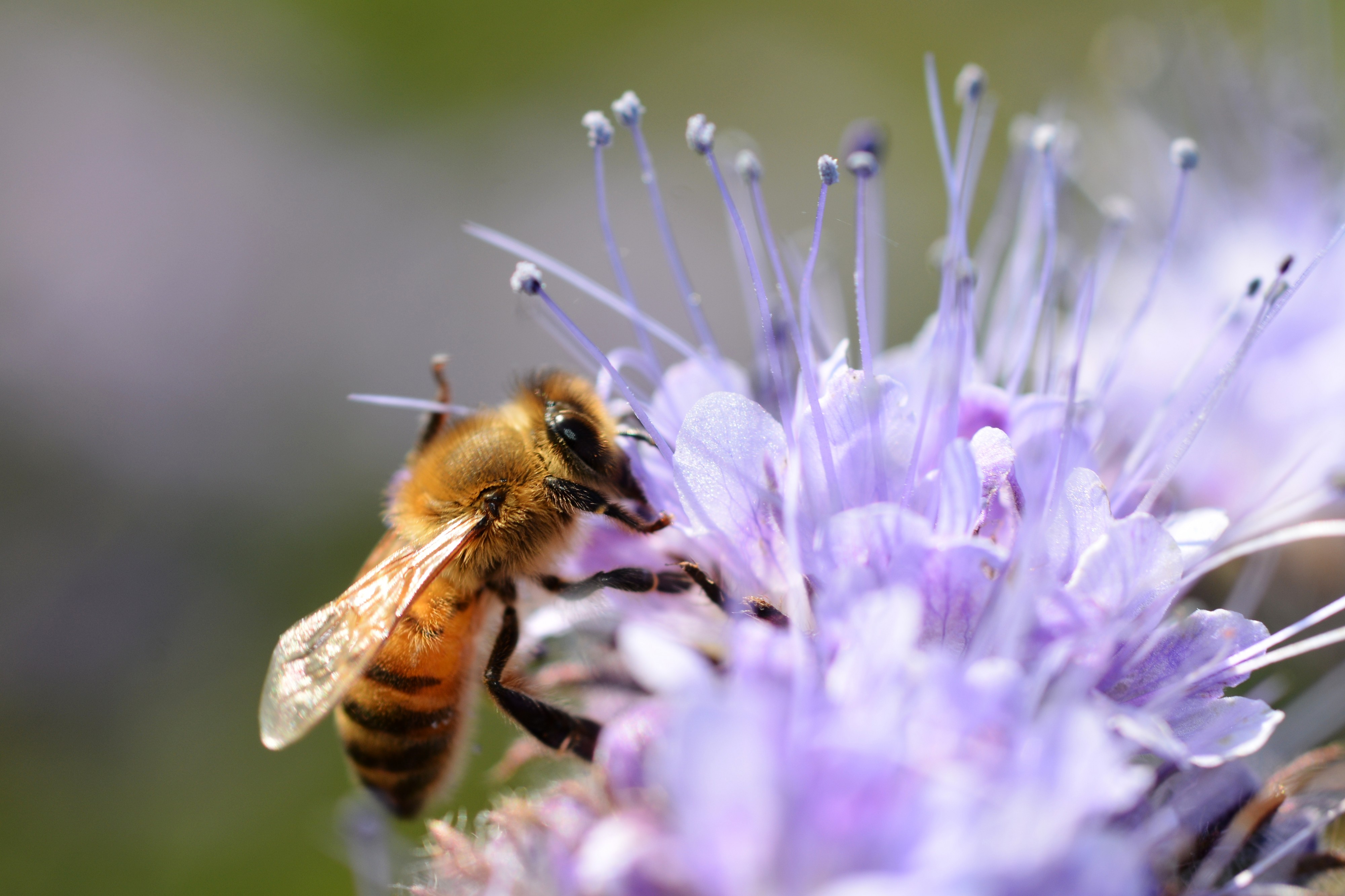 Honney bee (31277028843)