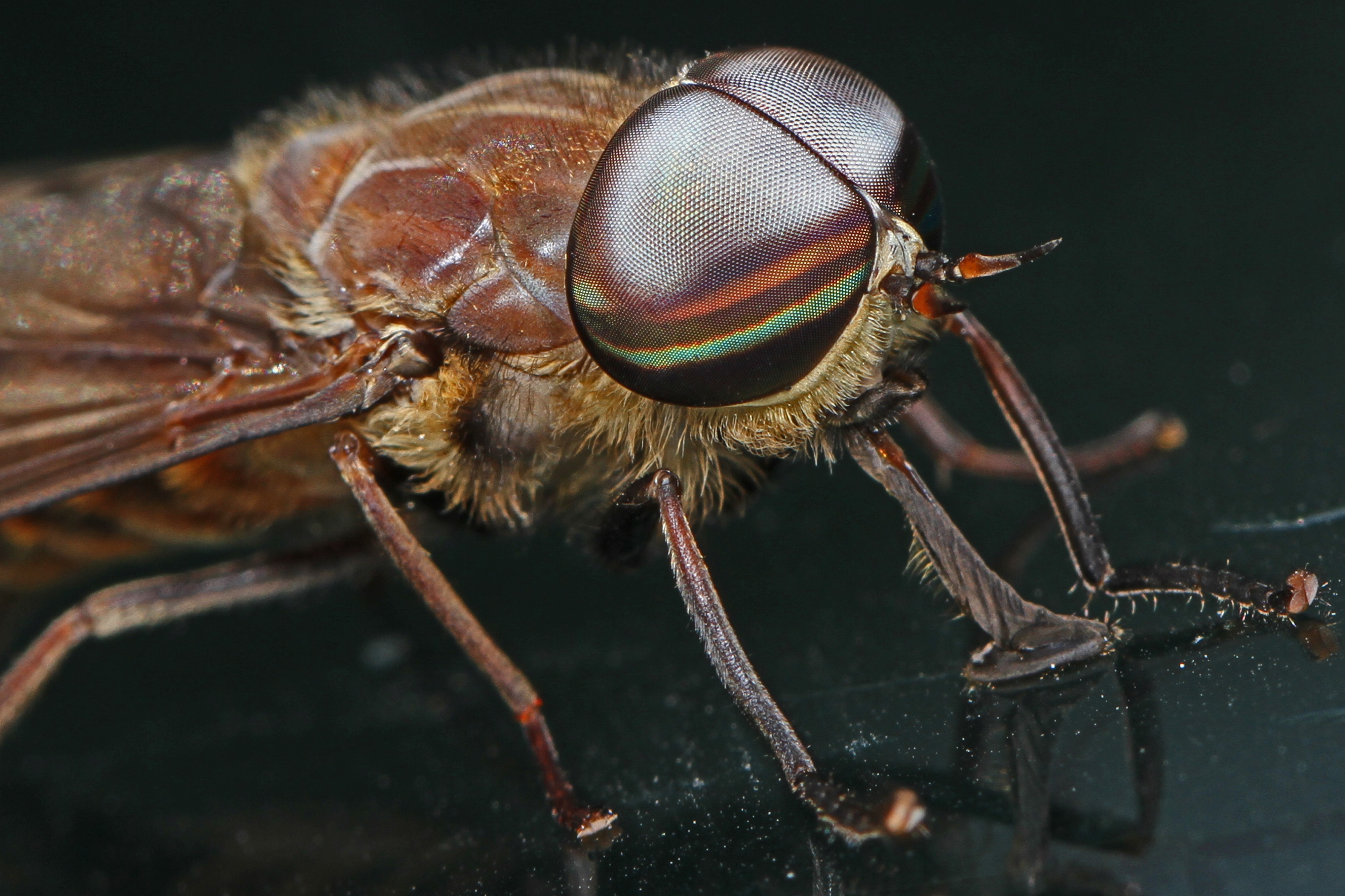 Horsefly - Tabanus species, Winchester, Virginia