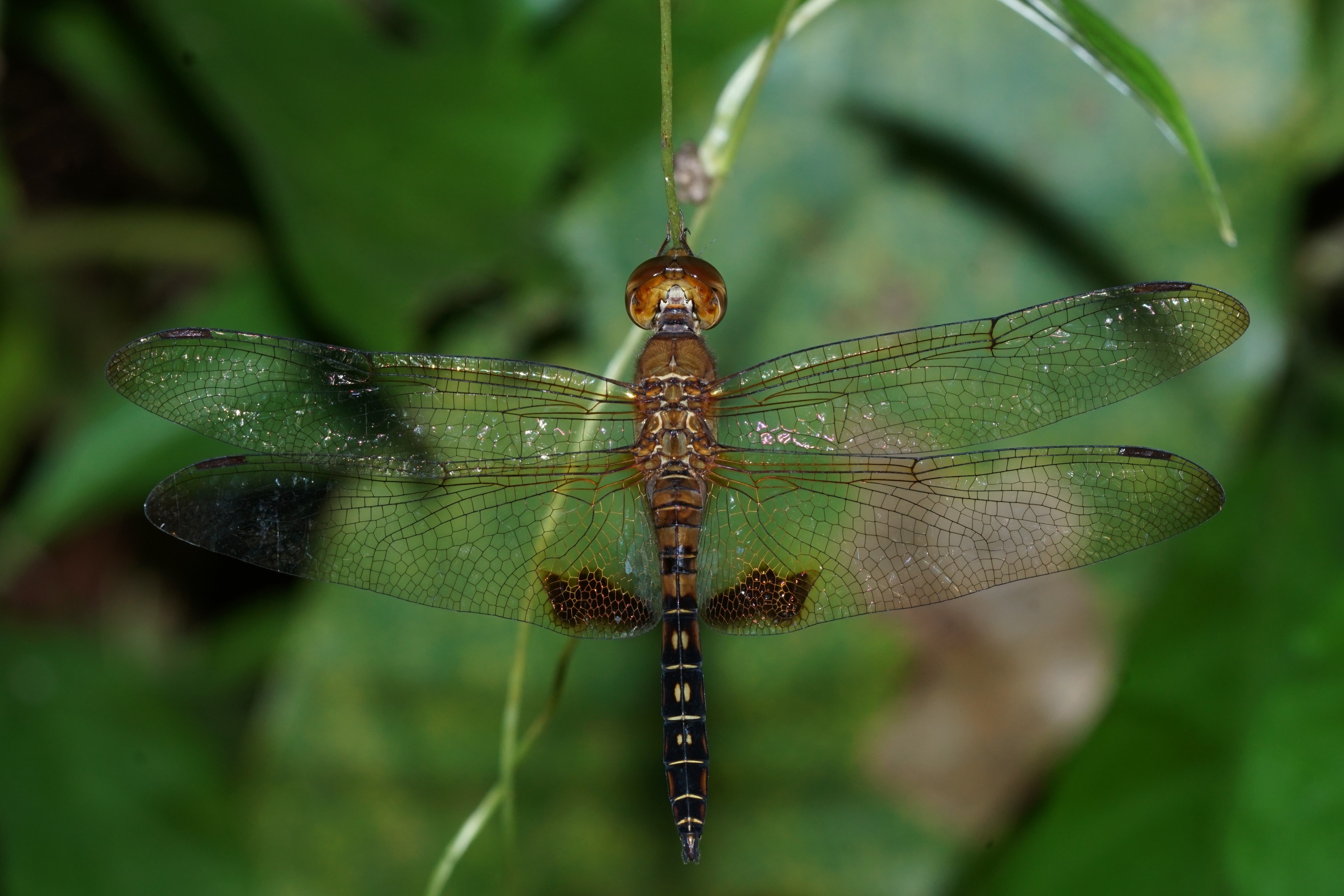 Hydrobasileus croceus 00370