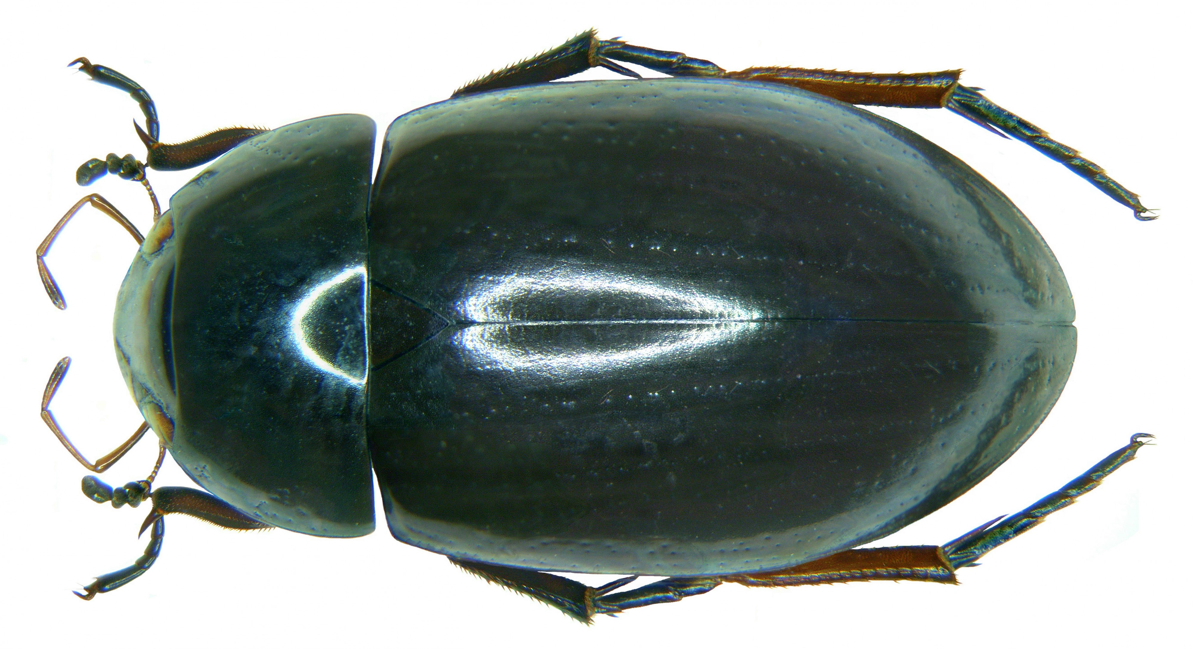 Hydrochara caraboides (Linné, 1758) (3028952853)