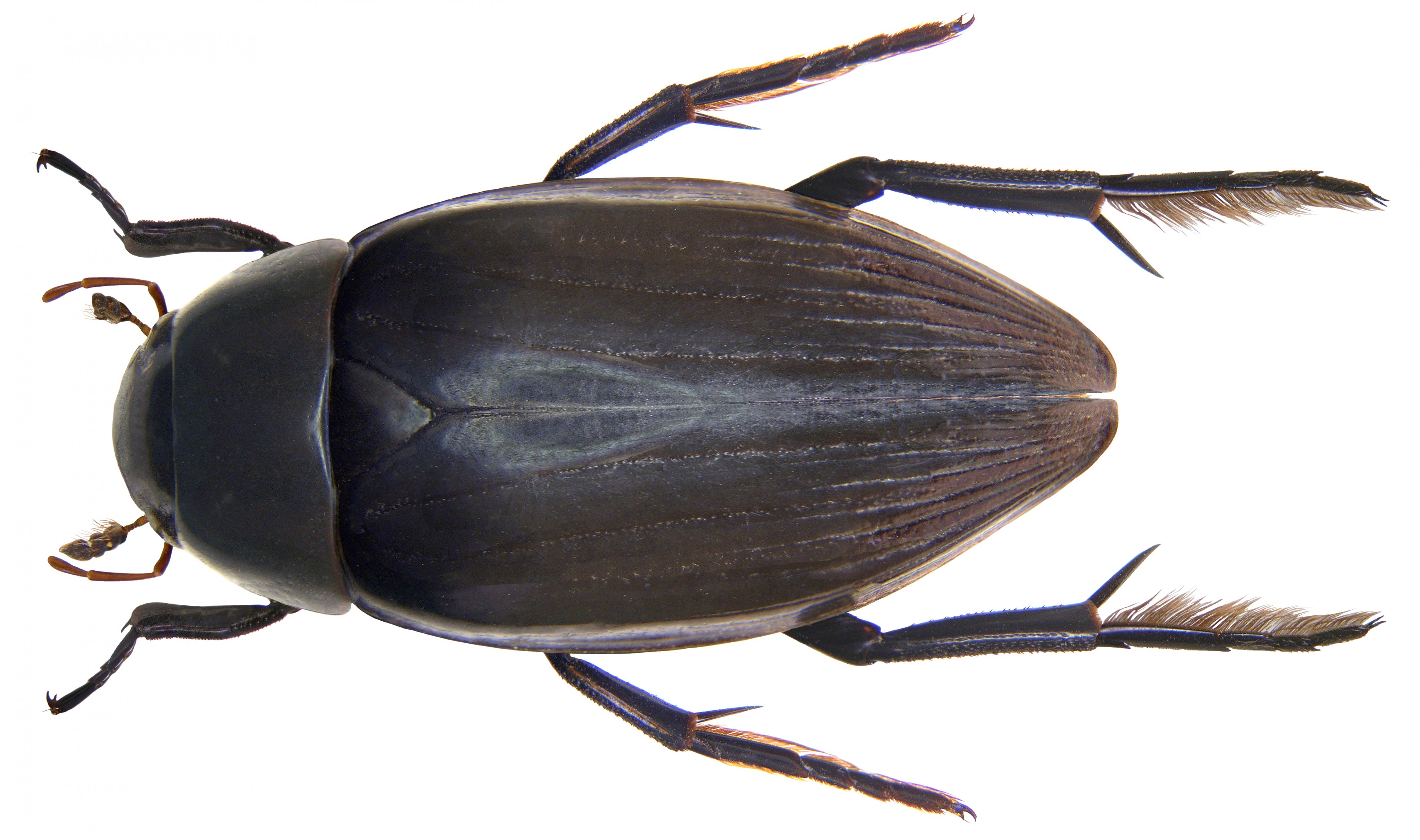 Hydrophilus piceus (Linné, 1758) female (4035156238)