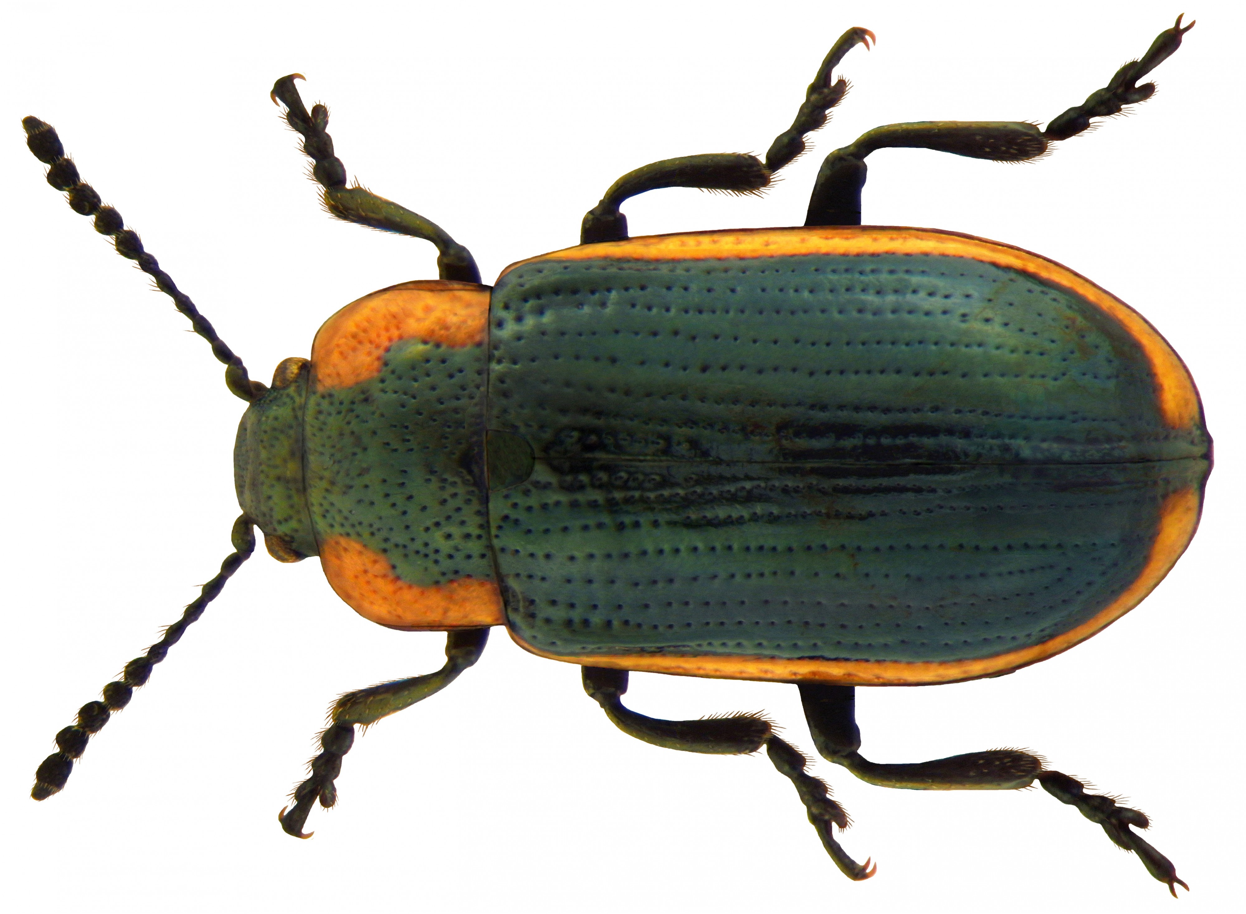 Hydrothassa marginella (Linné, 1758) (5295832433)