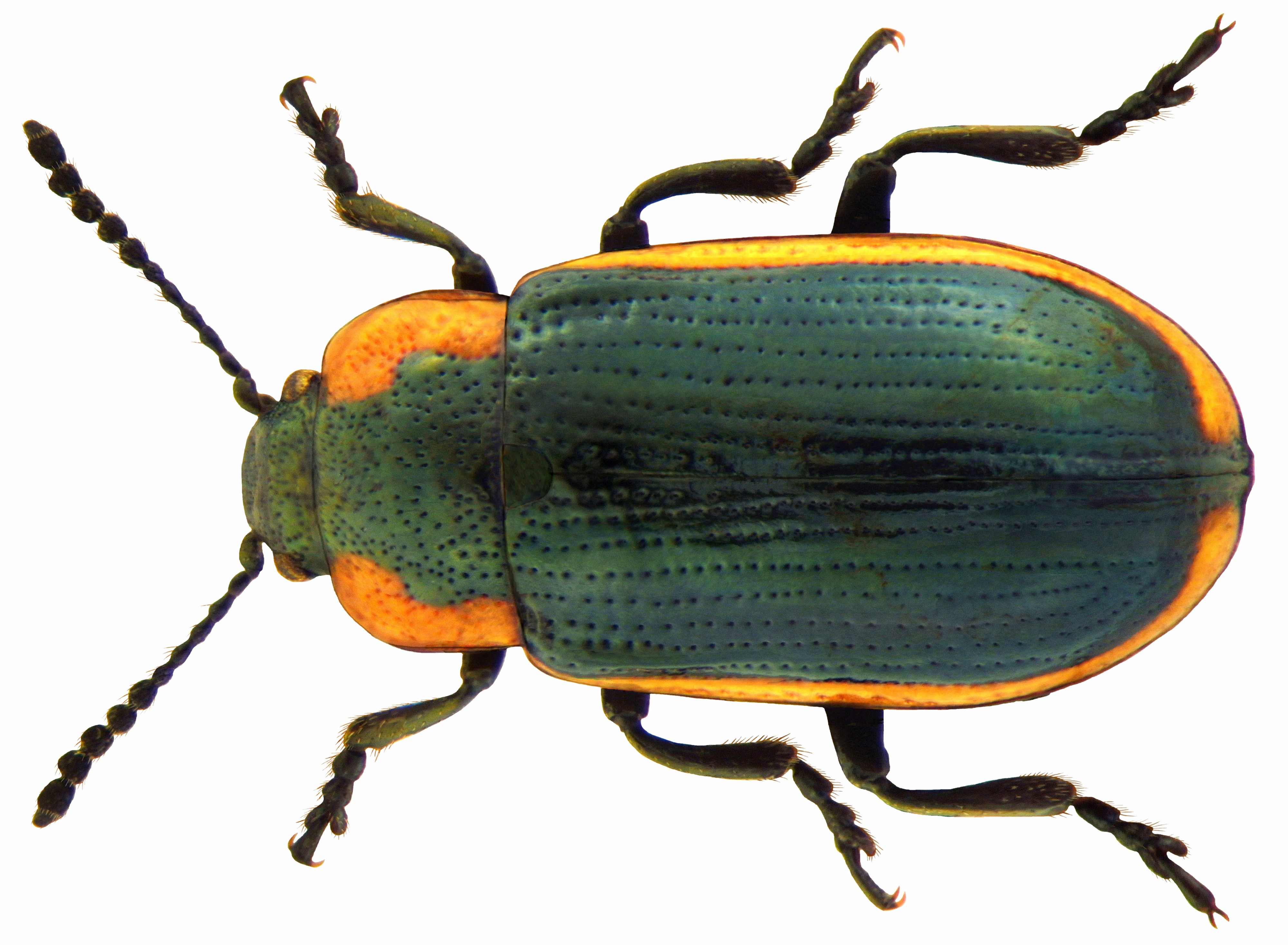 Hydrothassa marginella (Linné, 1758) (5295832433) (2)