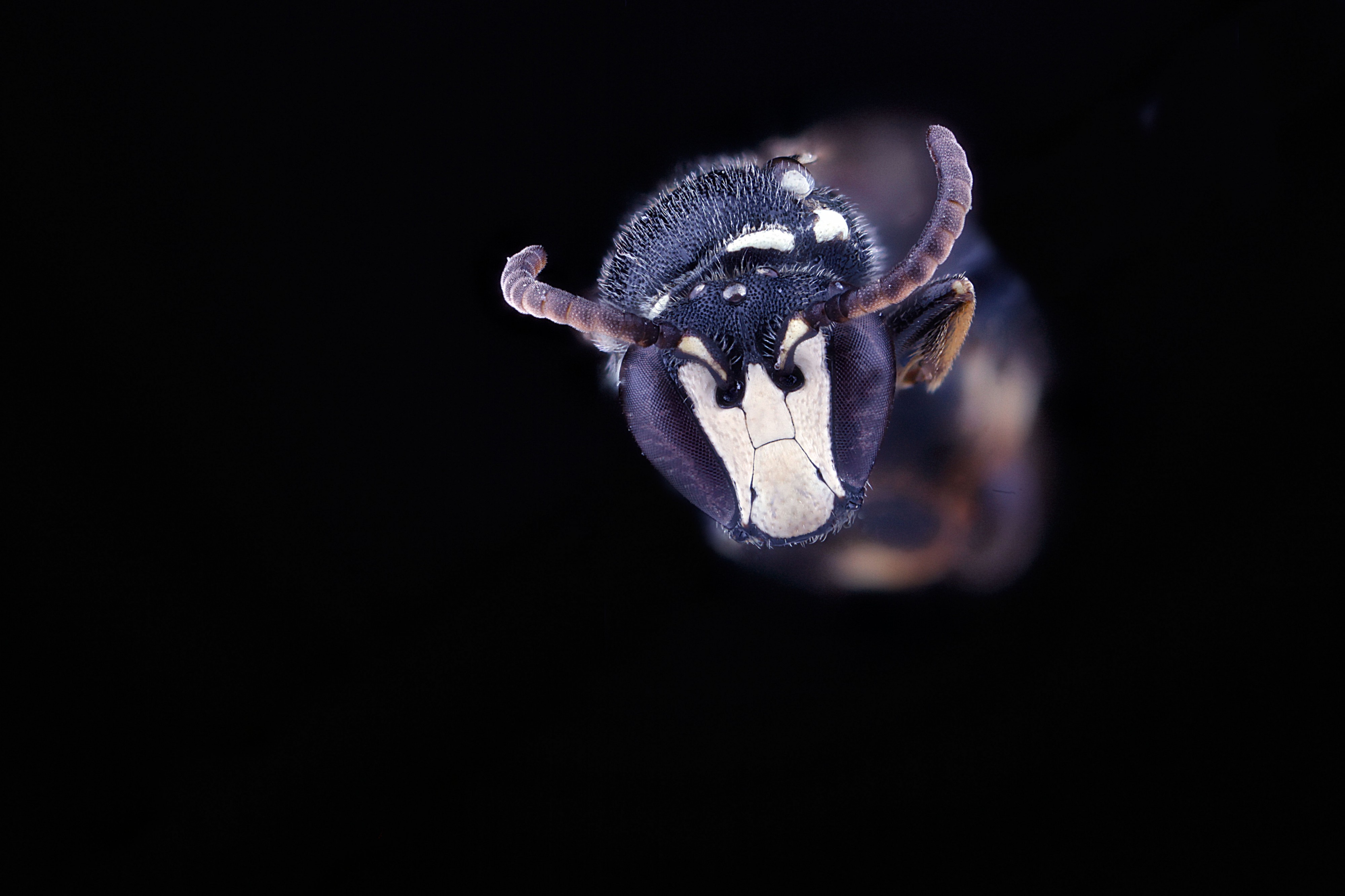 Hylaeus leptocephalus