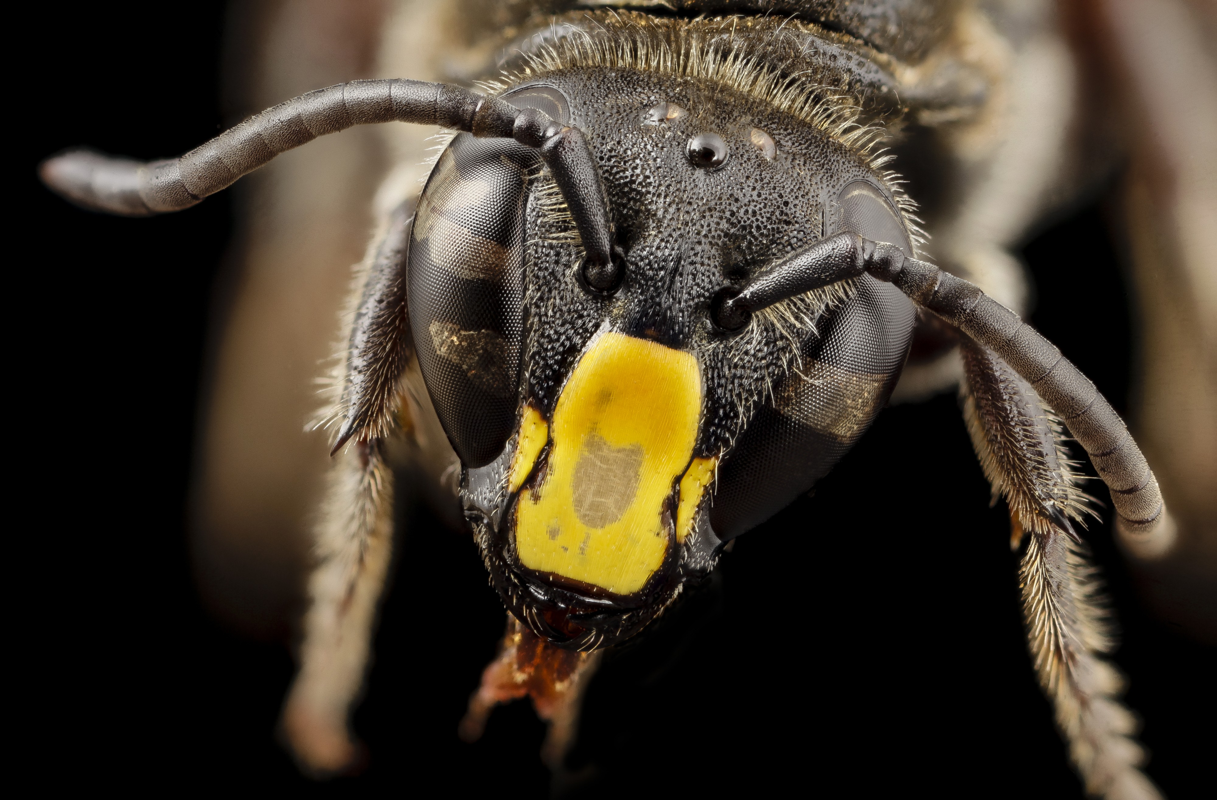 Hyleoides concinna (14980208950)