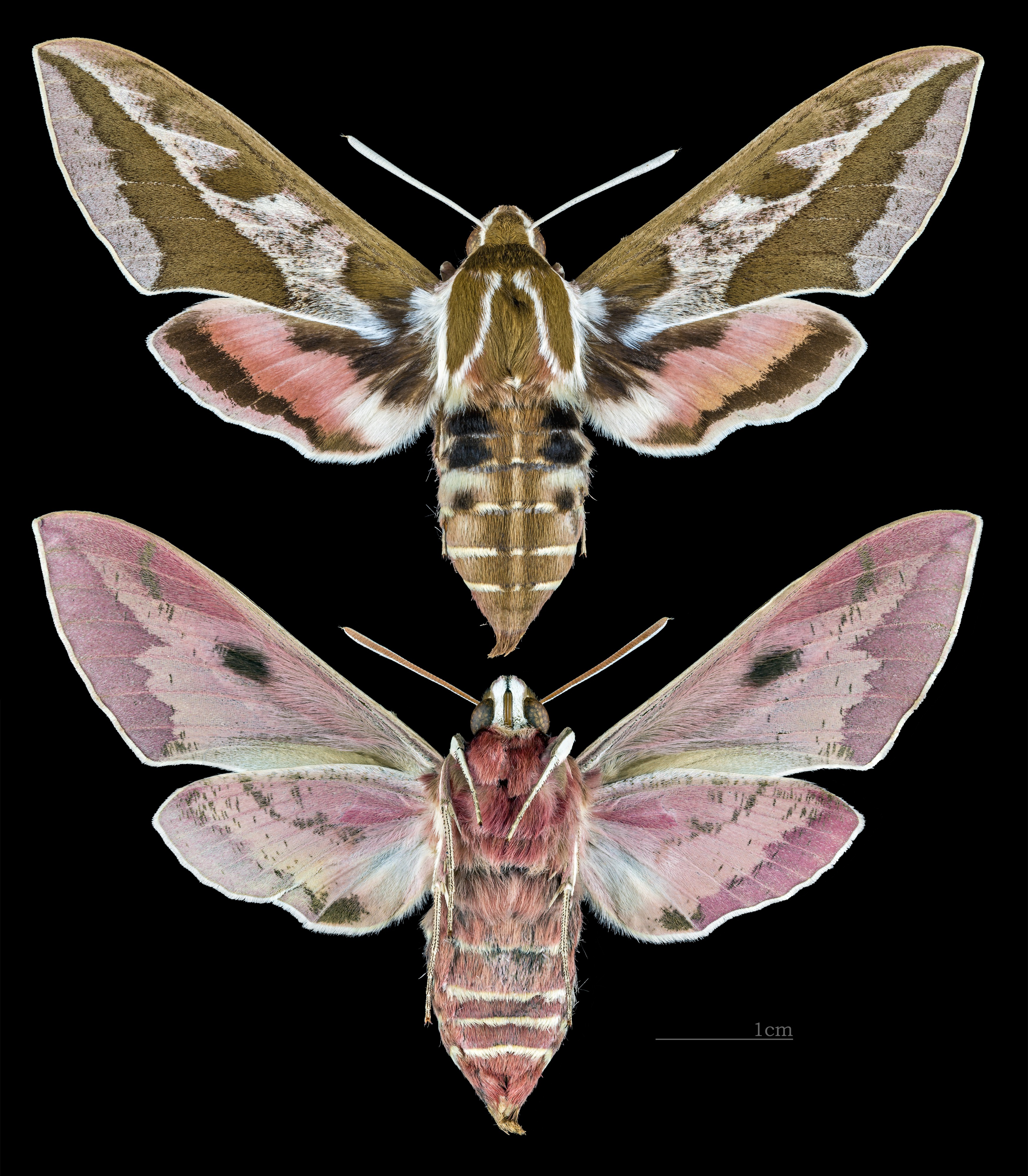 Hyles dahlii MHNT CUT 2010 0 133 Aritzo Sardaigne female