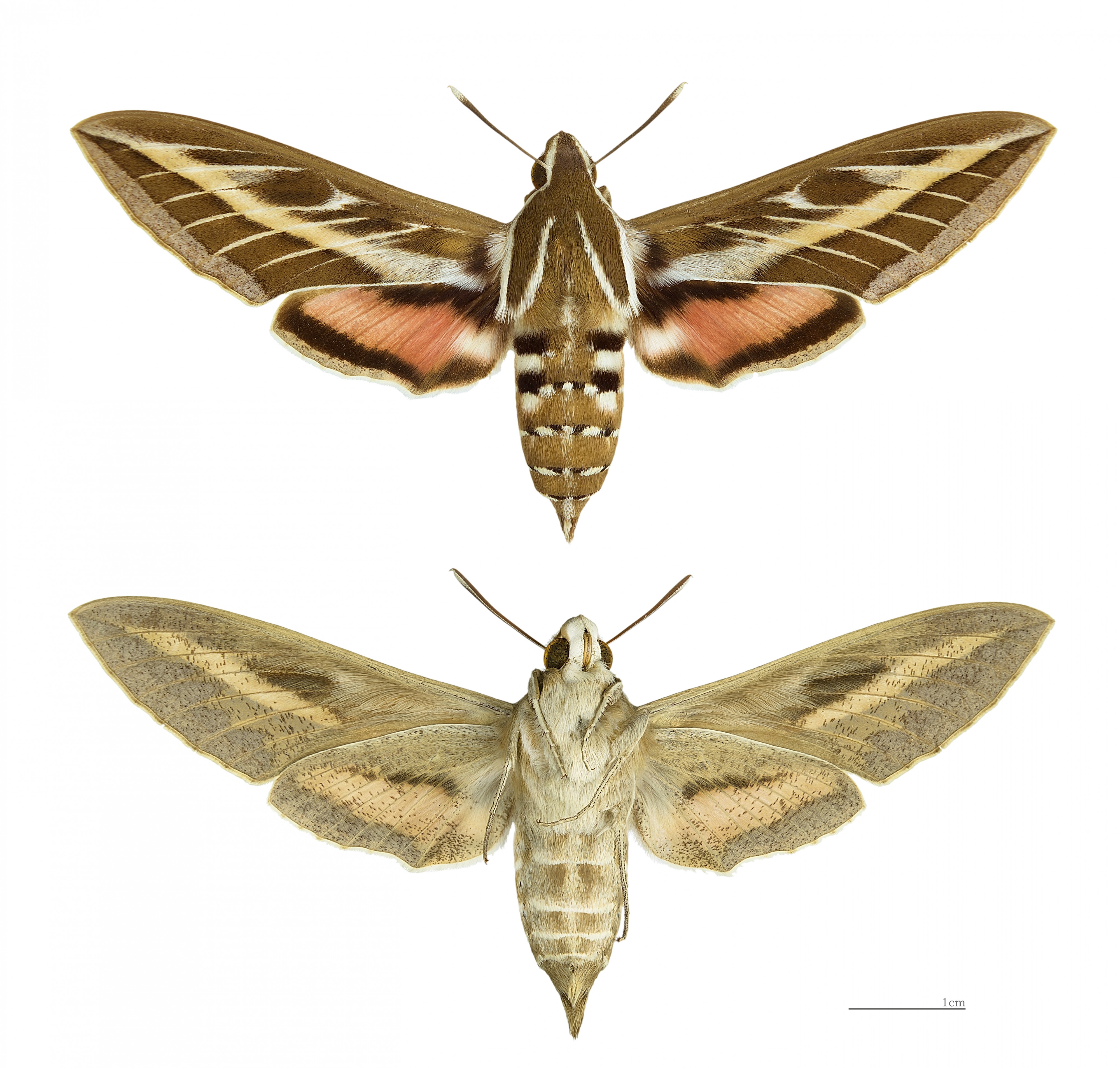 Hyles livornica MHNT femelle