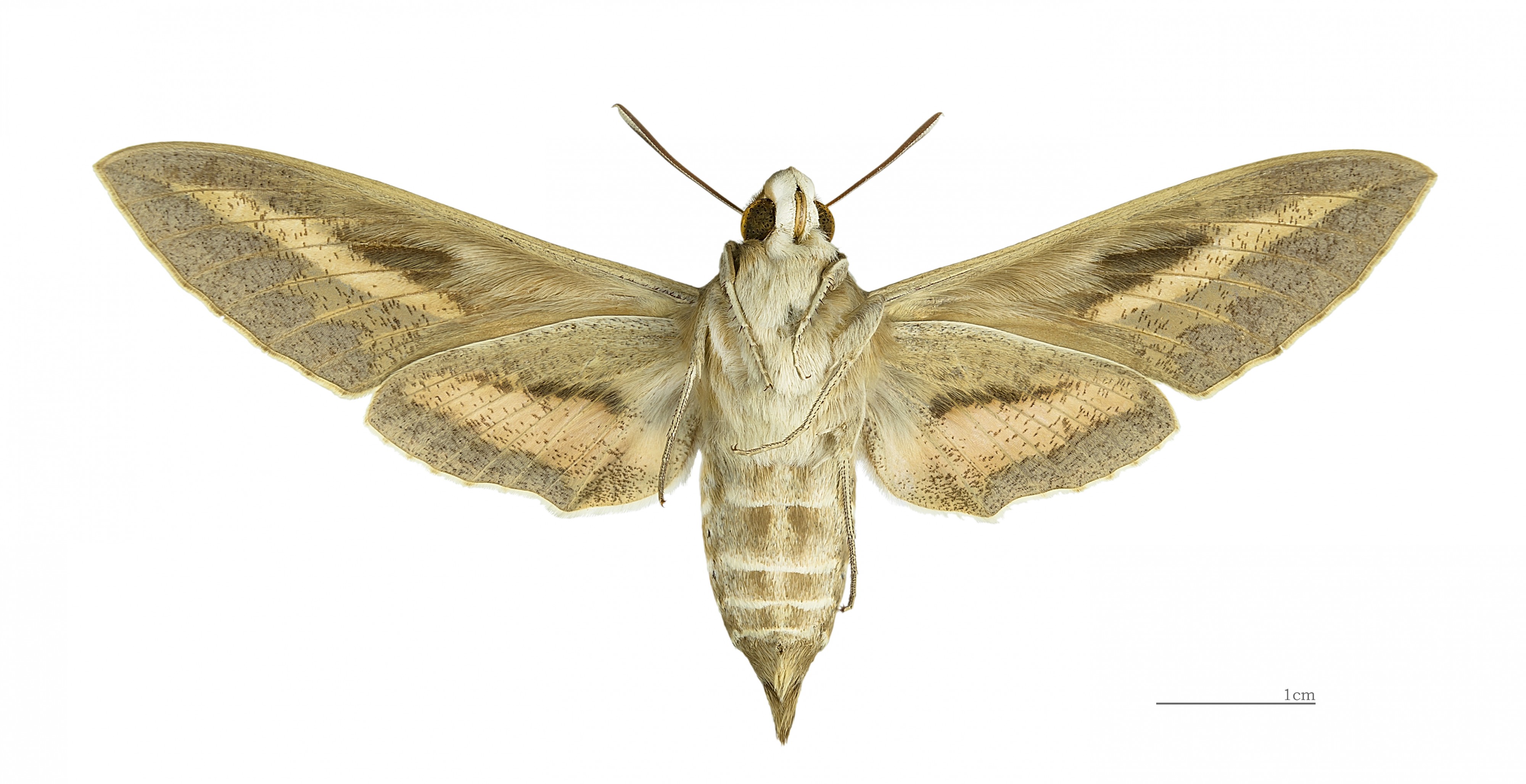 Hyles livornica MHNT femelle ventre