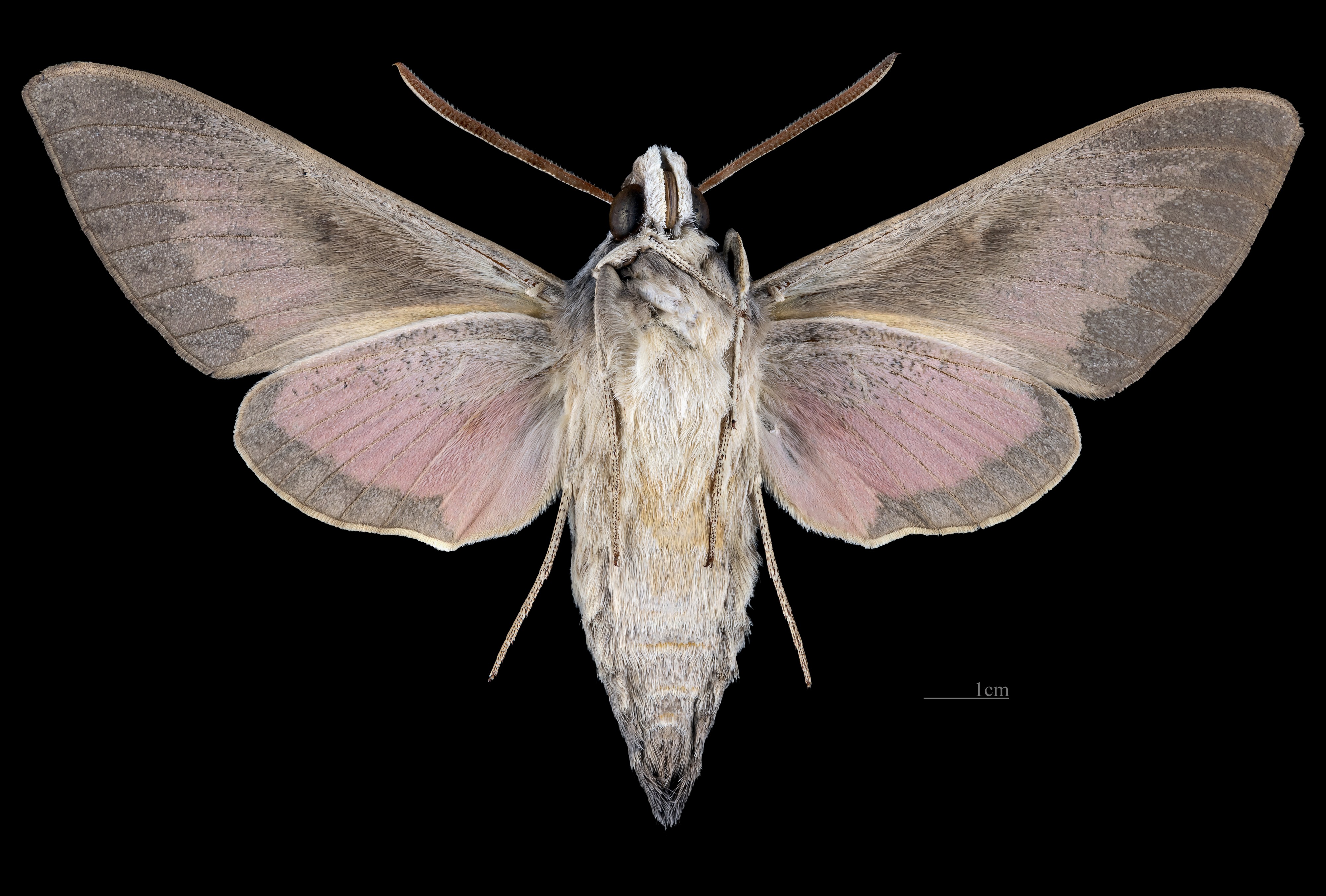 Hyles vespertilio MHNT CUT 2010 0 228 male Pelvoux ventral