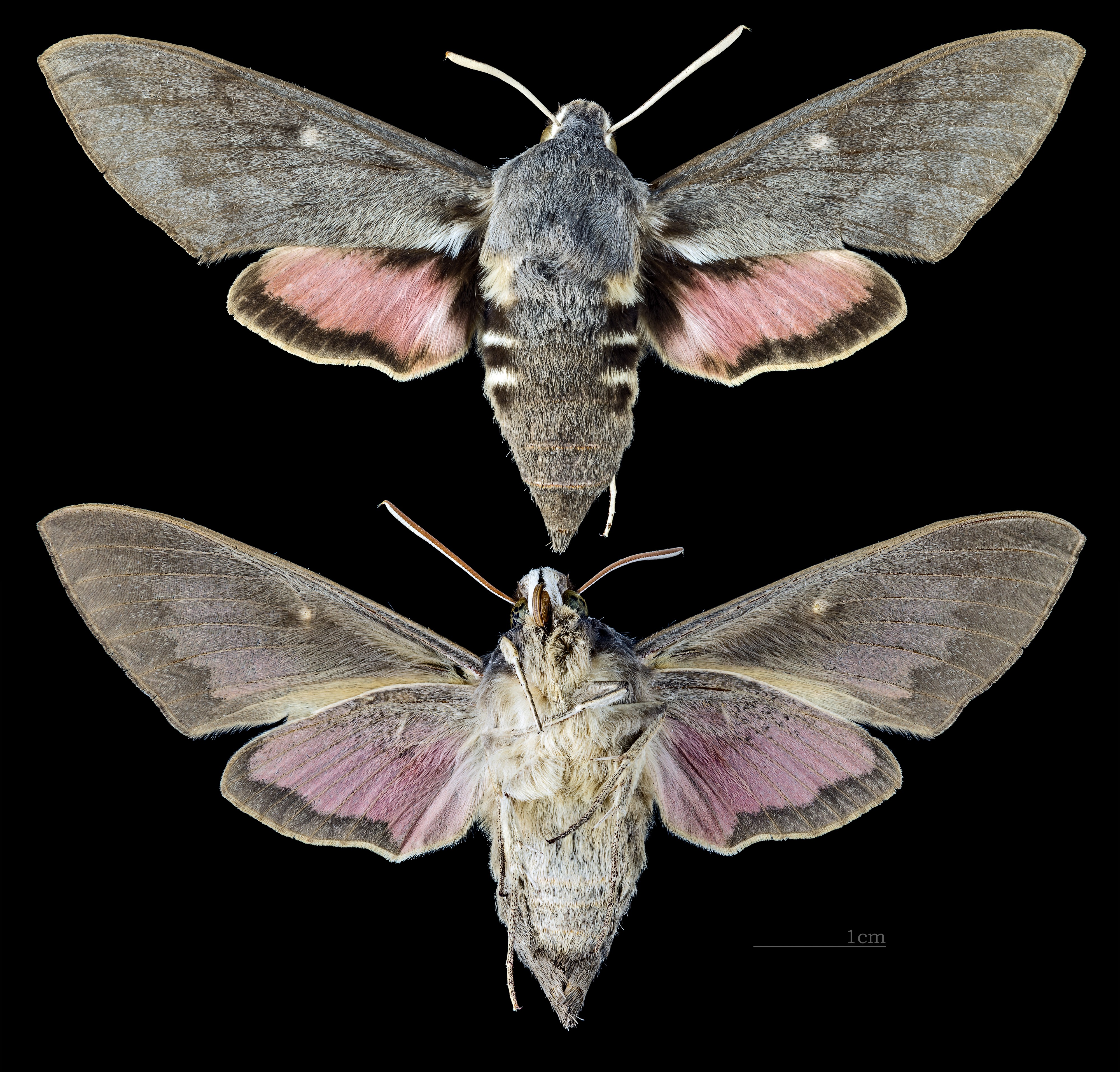 Hyles vespertilio MHNT CUT 2010 0 65 female Pelvoux