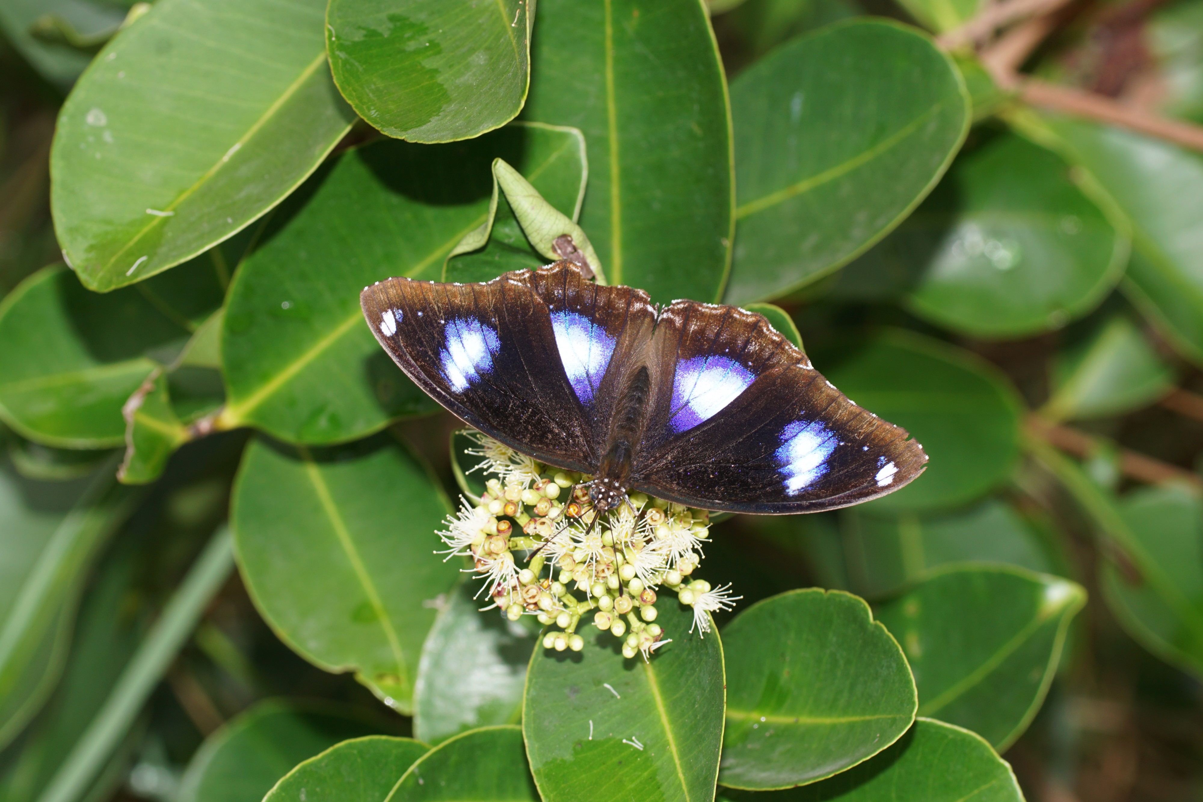 Hypolimnas bolina 03569