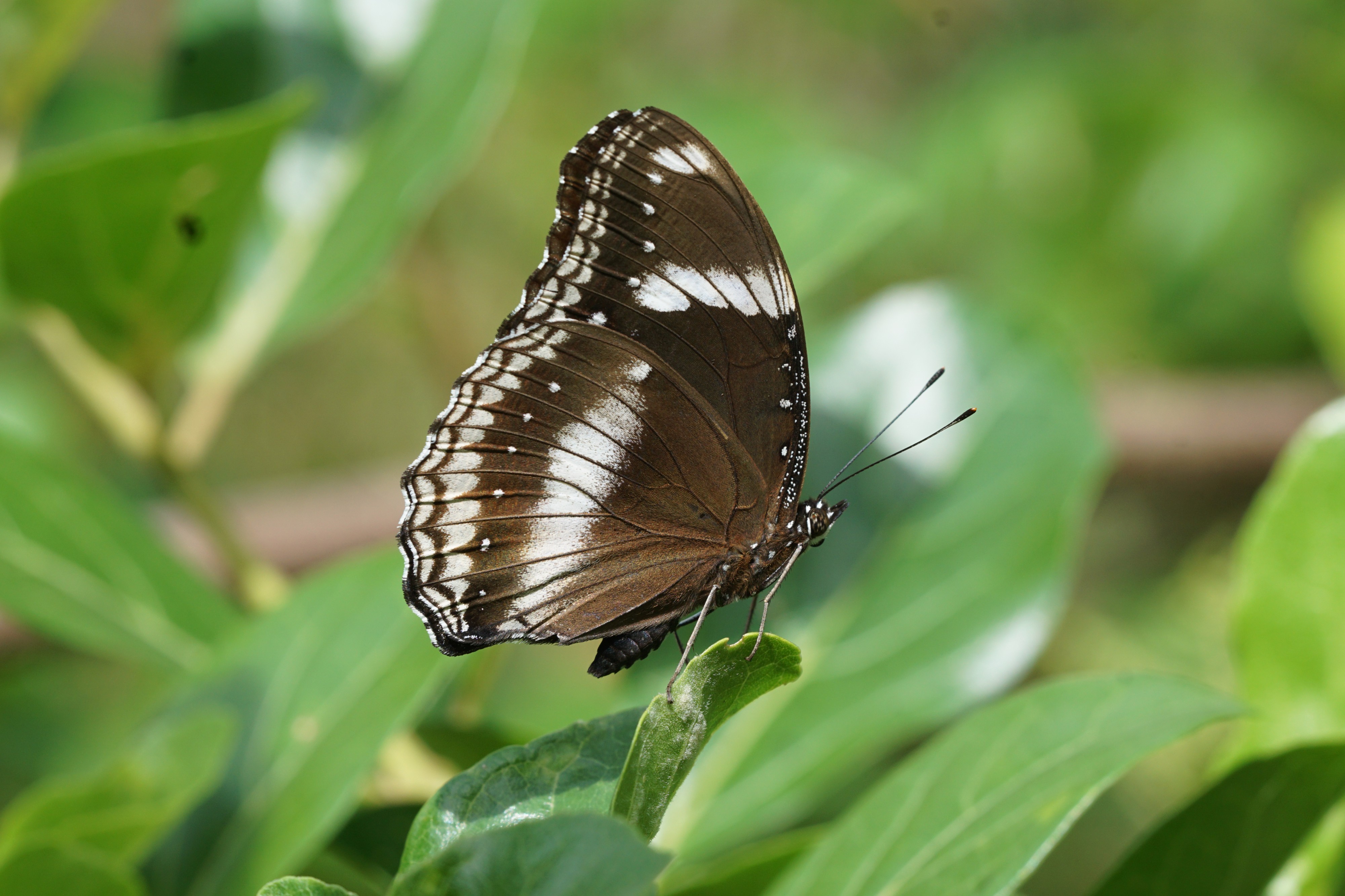Hypolimnas bolina 07877