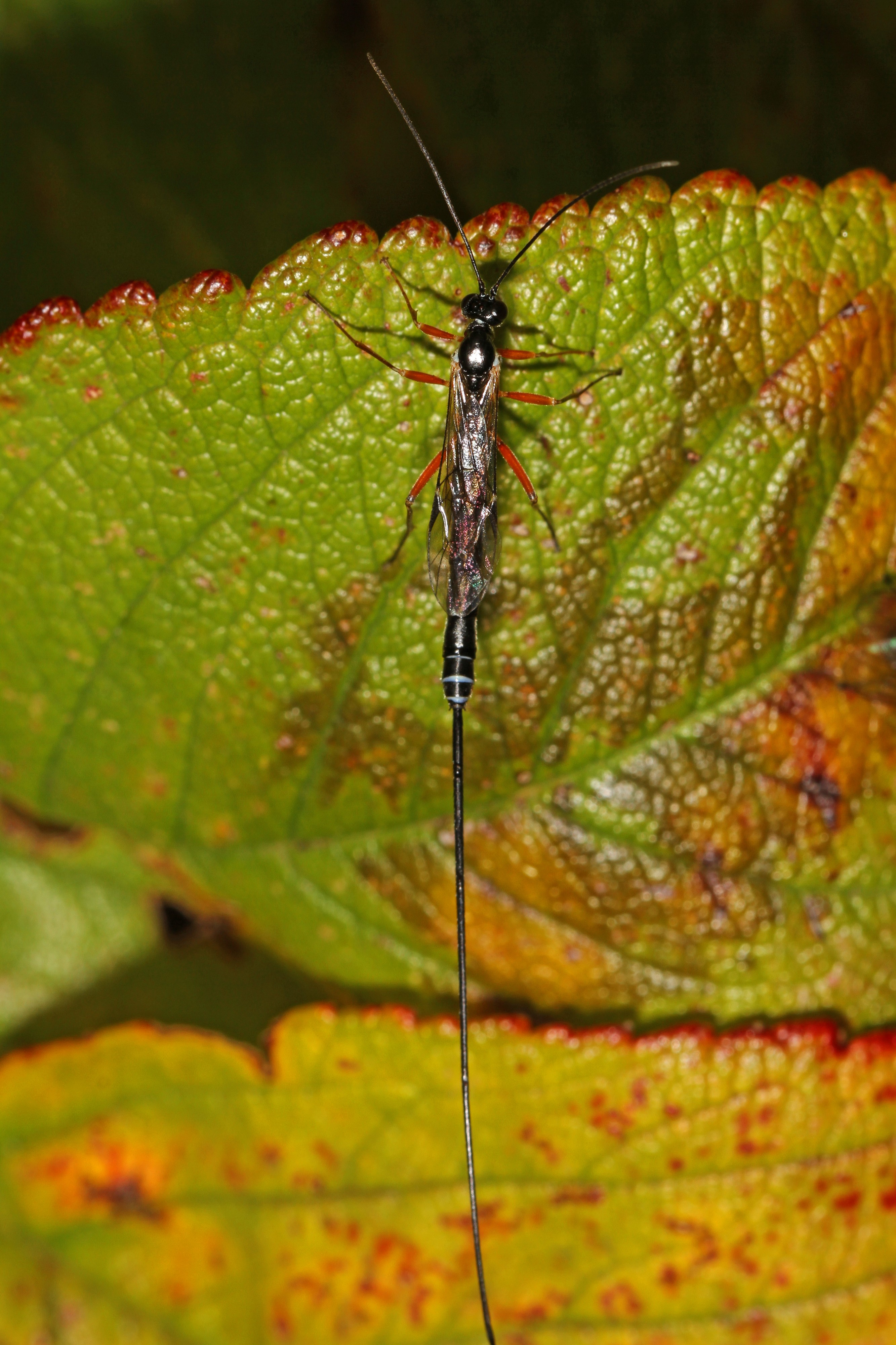 Ichneumon Wasp - Ephiatlini tribe, Coldstream, British Columbia