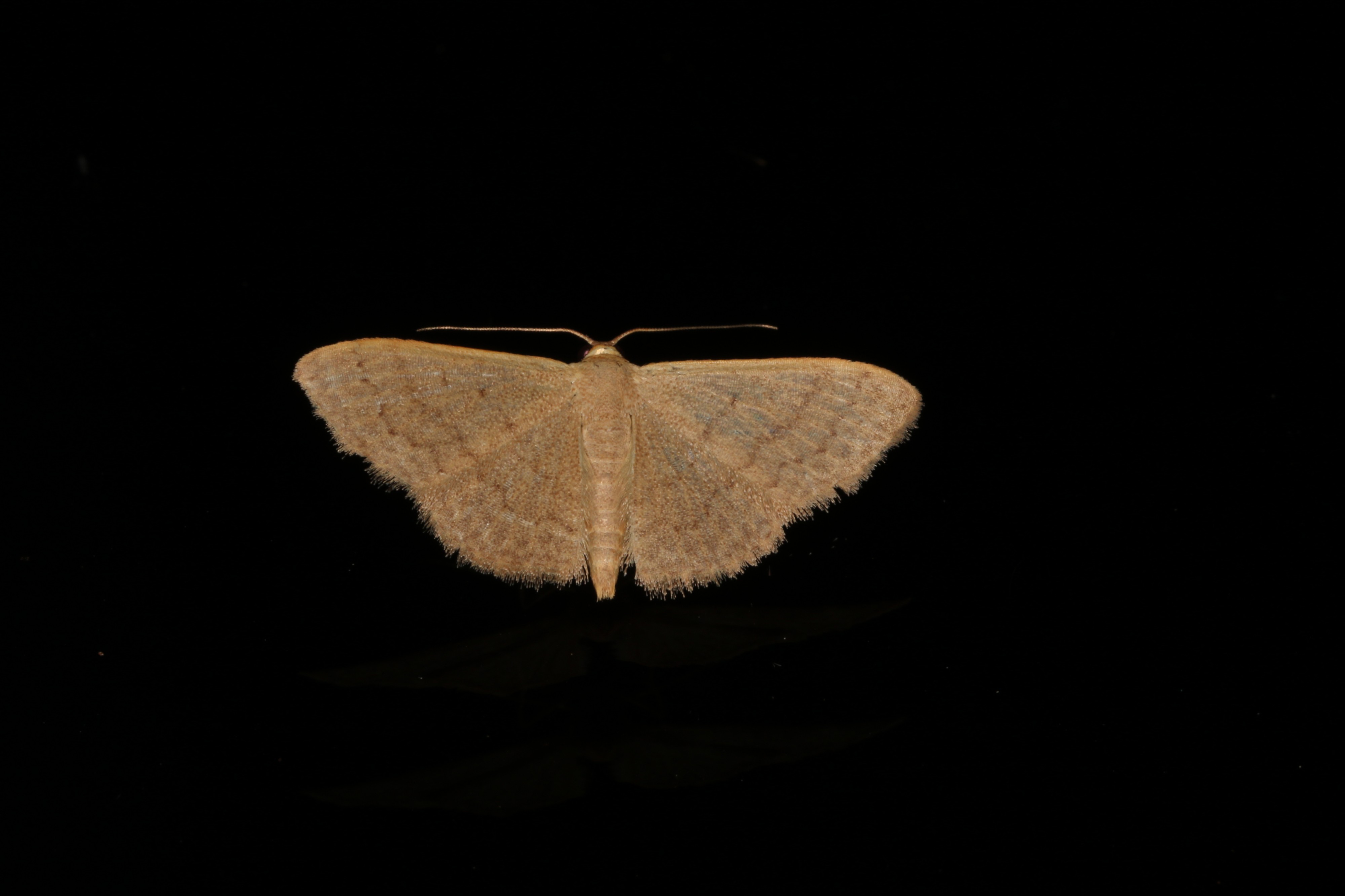Idaea uniformis (24378187000)