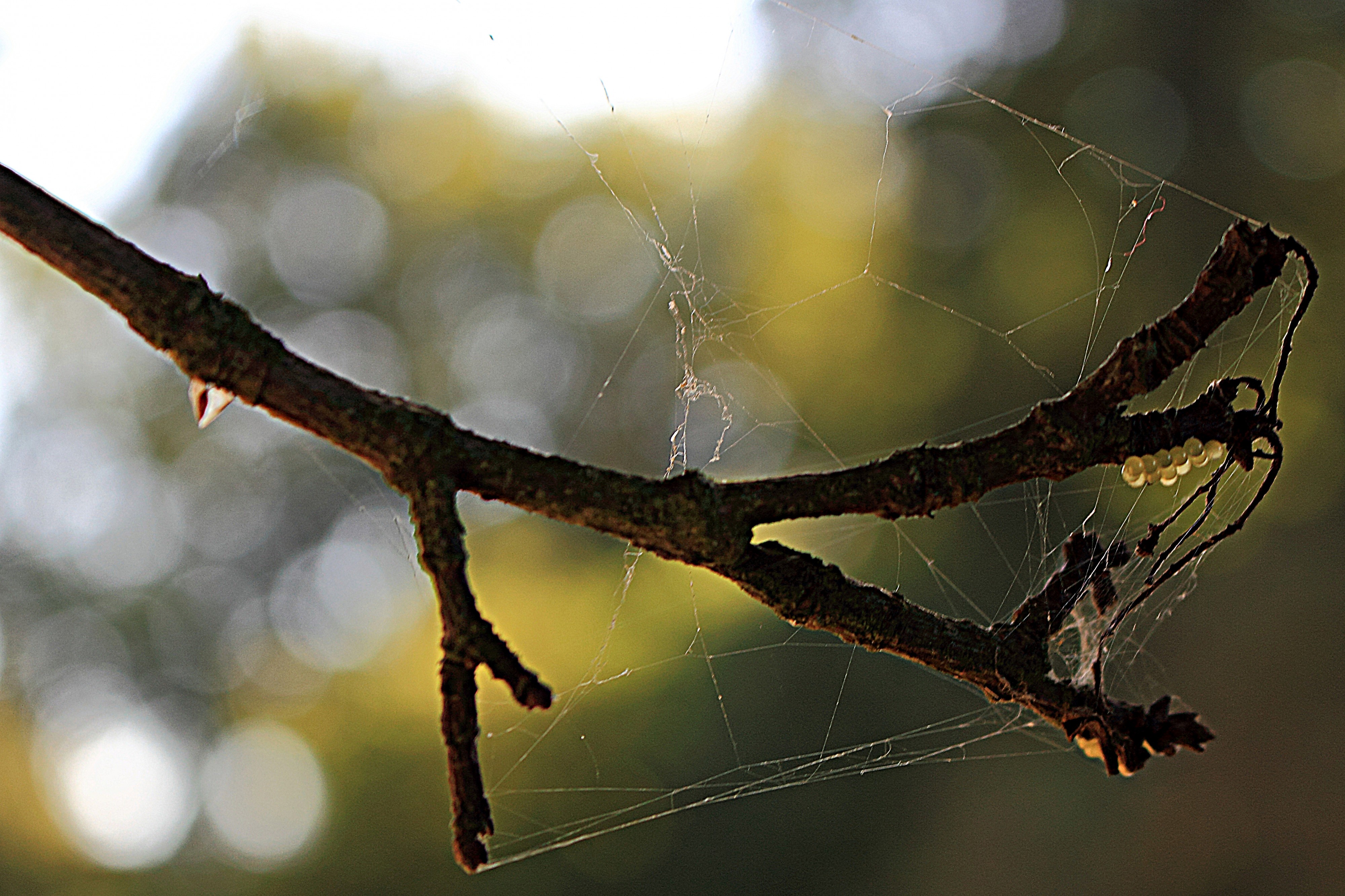 Insekteneier (29120295862)