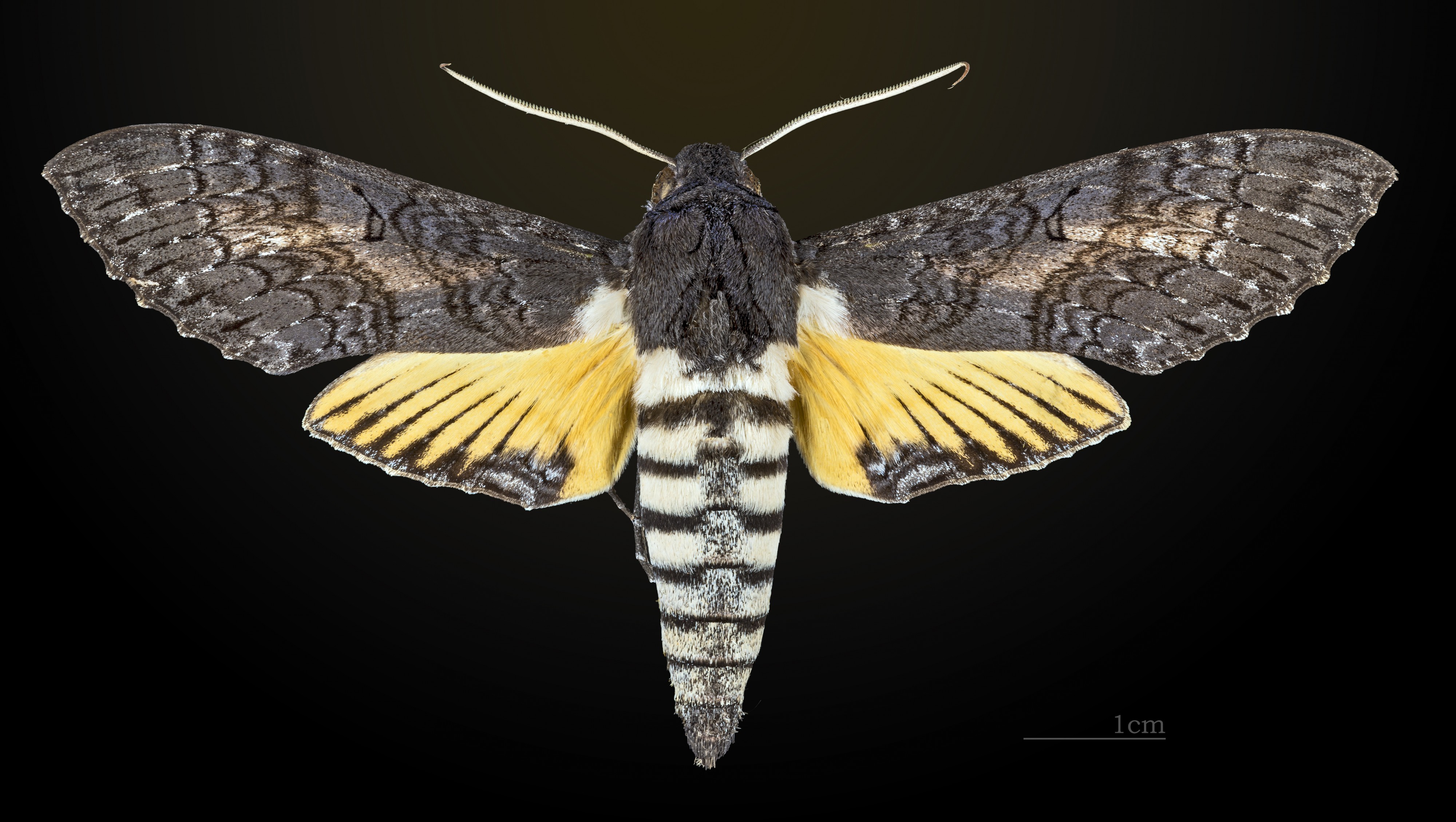 Isognathus caricae MHNT CUT 2010 0 30 Colombia dorsal