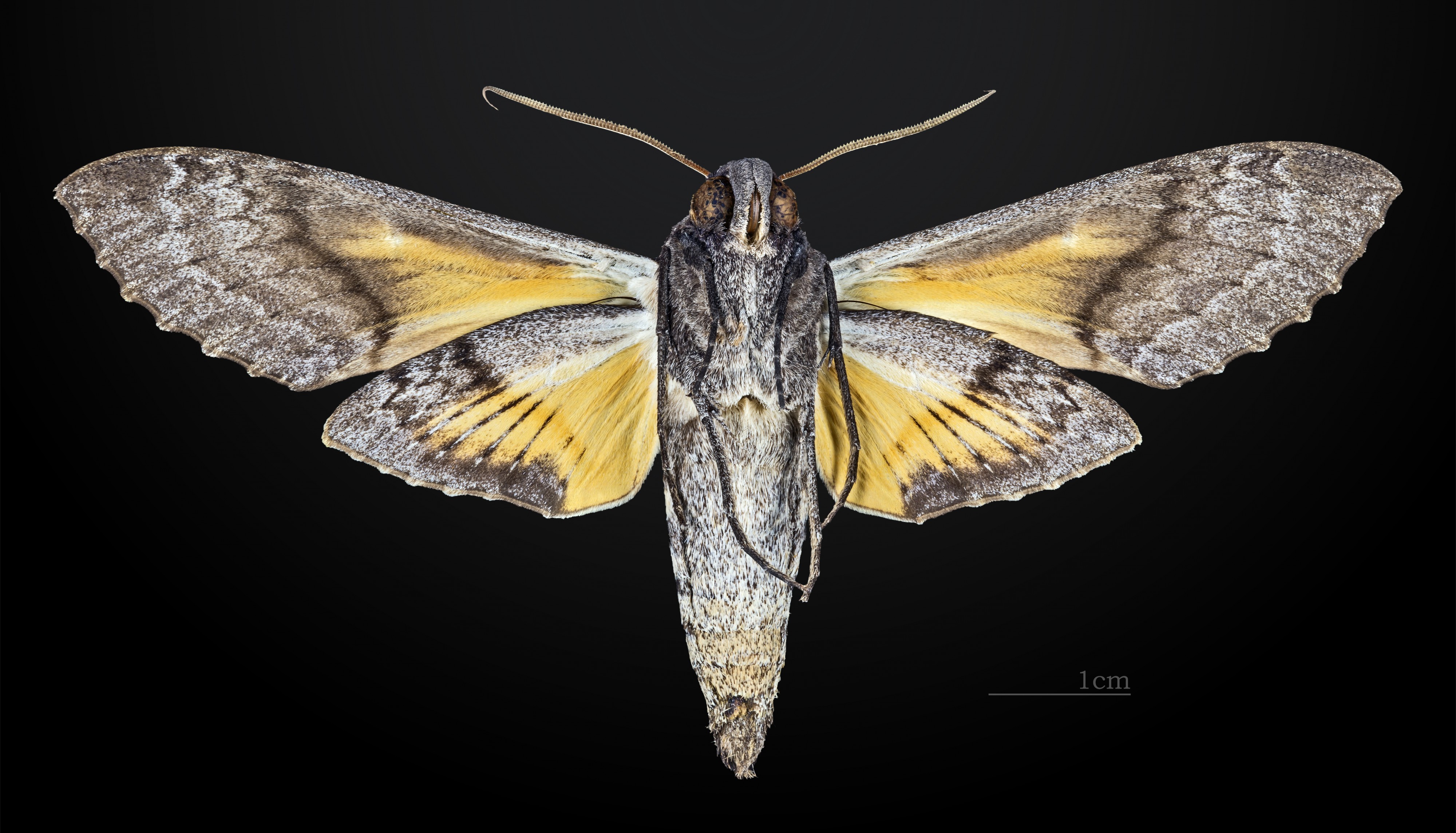 Isognathus caricae MHNT CUT 2010 0 30 Colombia ventral