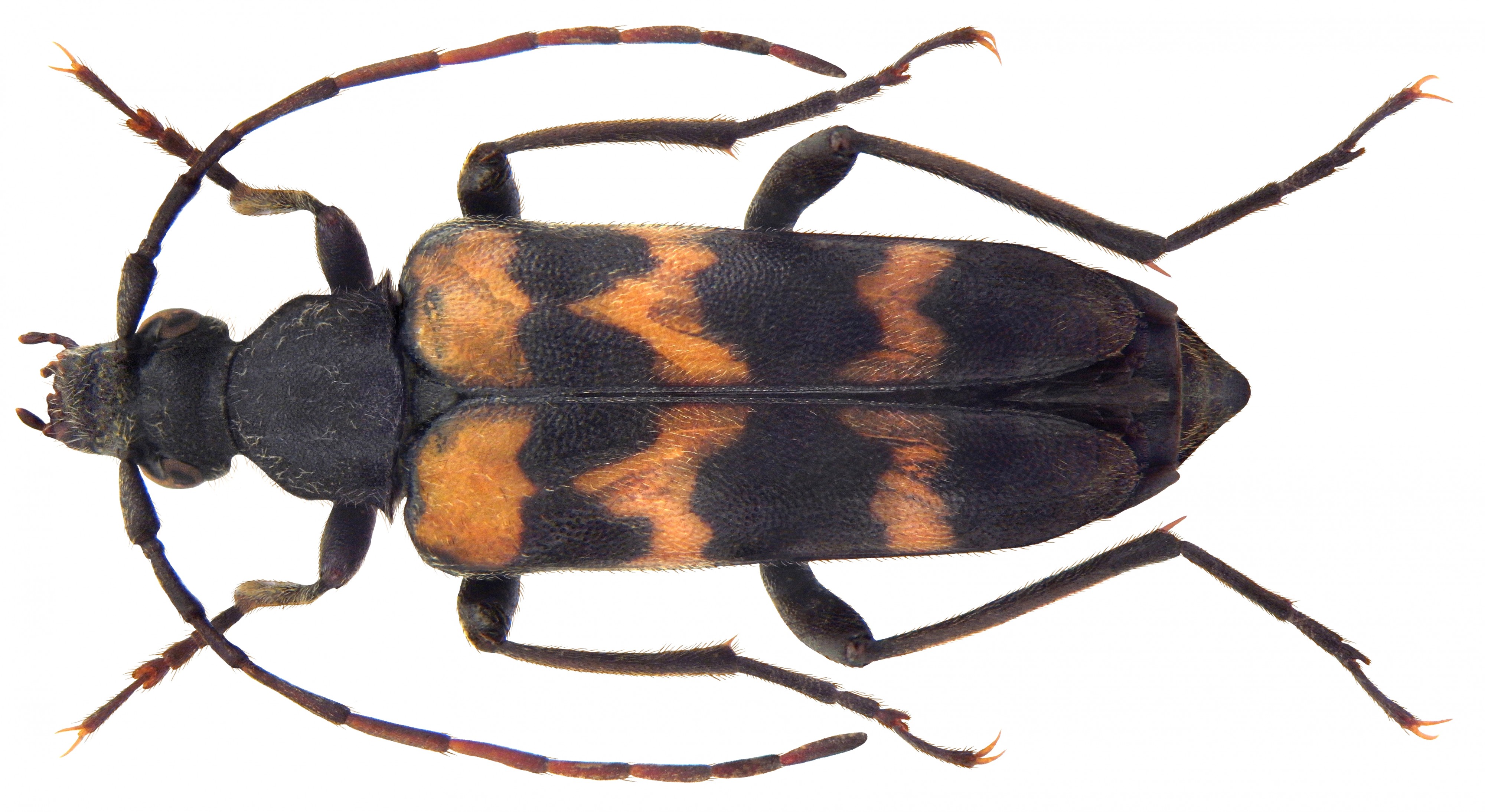 Judolia sexmaculata (Linné, 1758) (4606504959) (2)