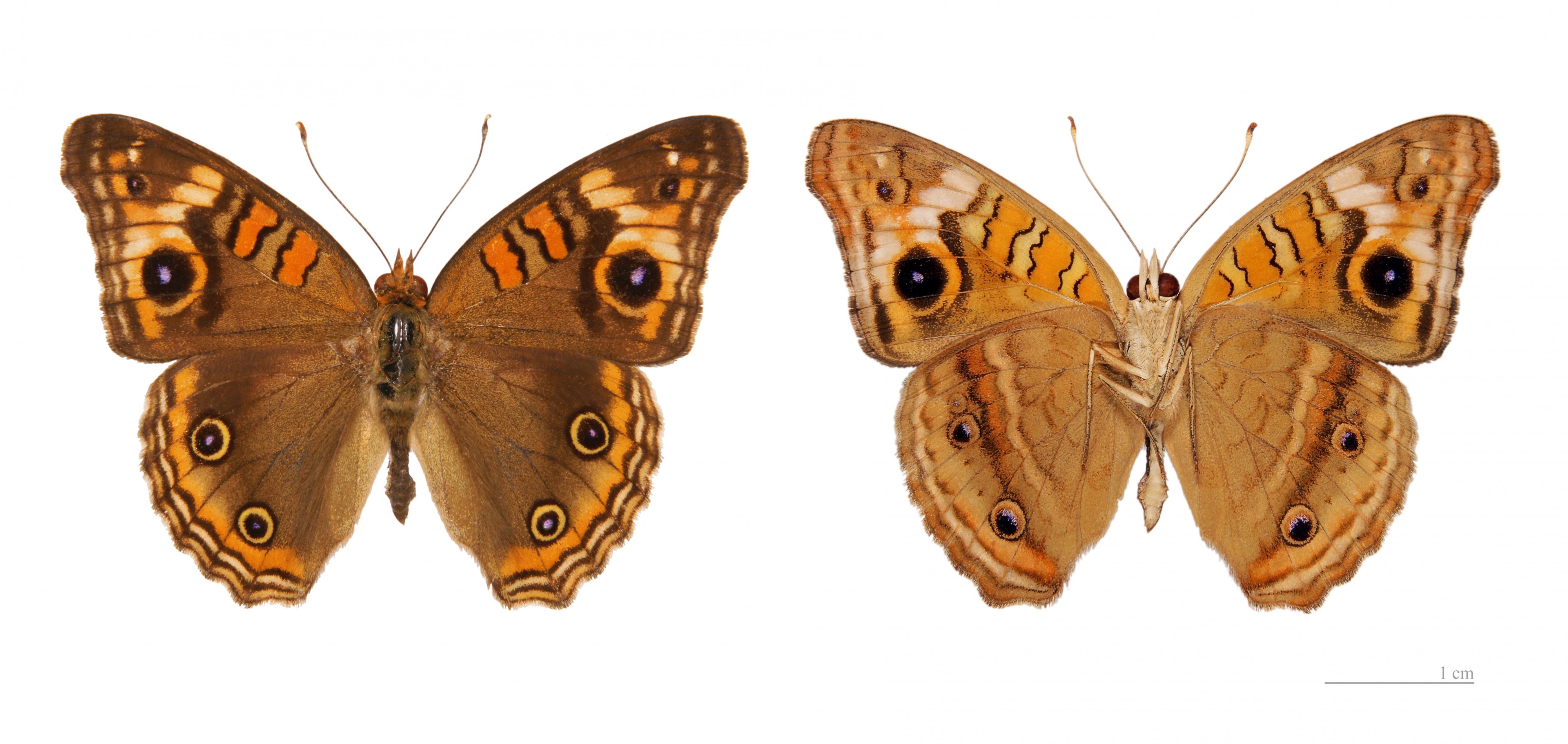 Junonia evarete evarete MHNT