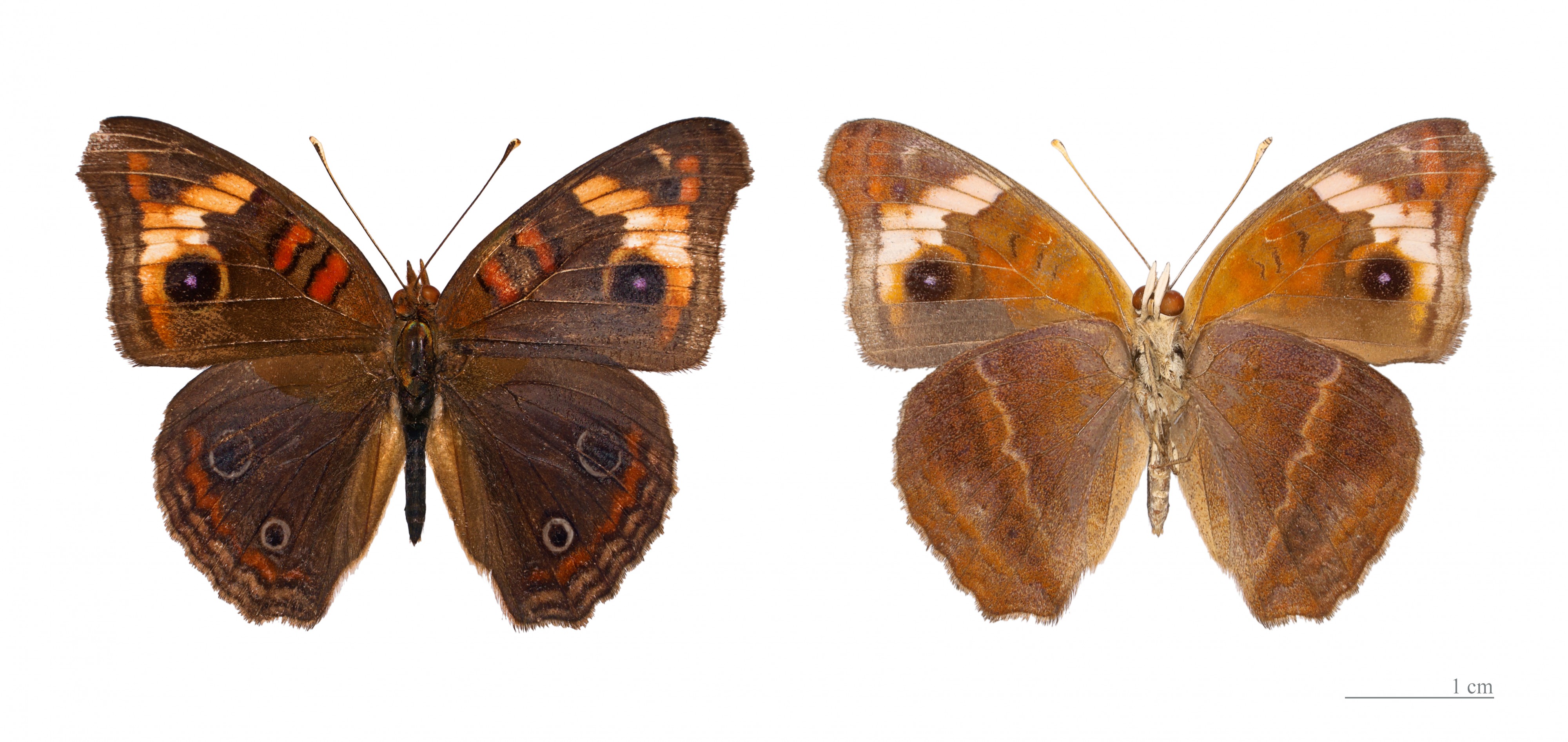 Junonia genoveva genoveva MHNT