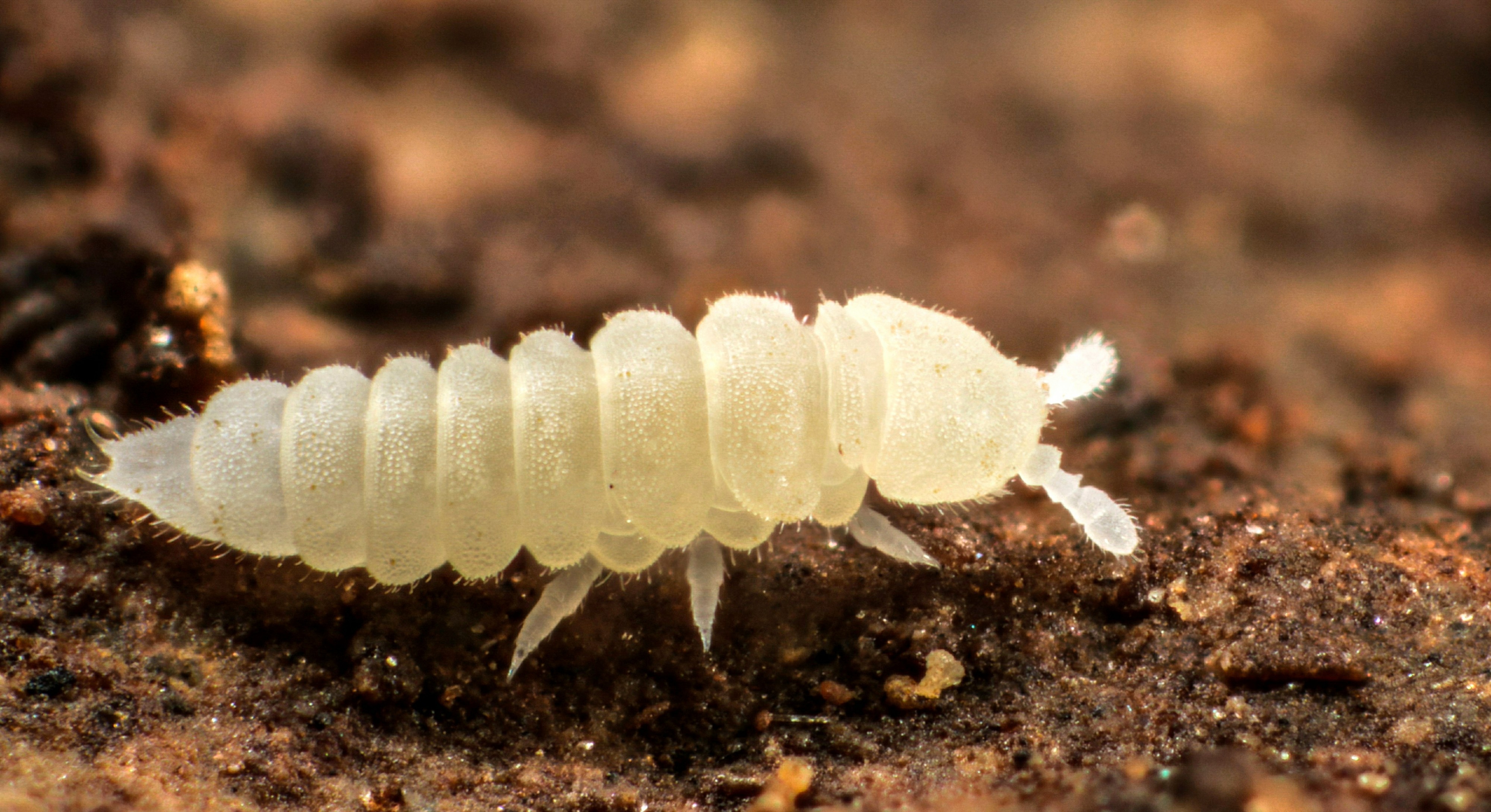 Kalaphorura burmeisteri (9764122365)