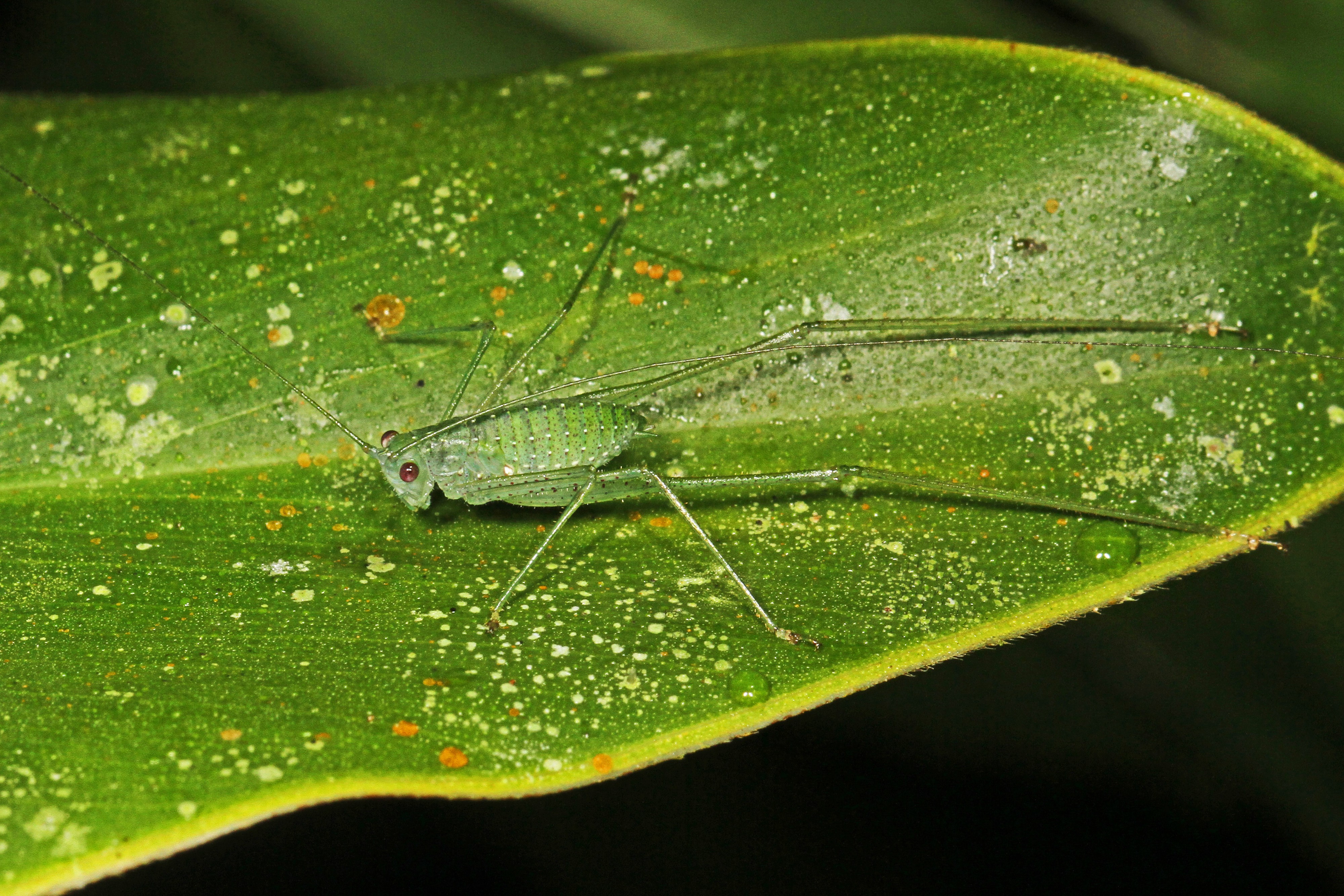 Katydid nymph - Microcentrum species(?), Caves Branch Jungle Lodge, Belmopan, Belize