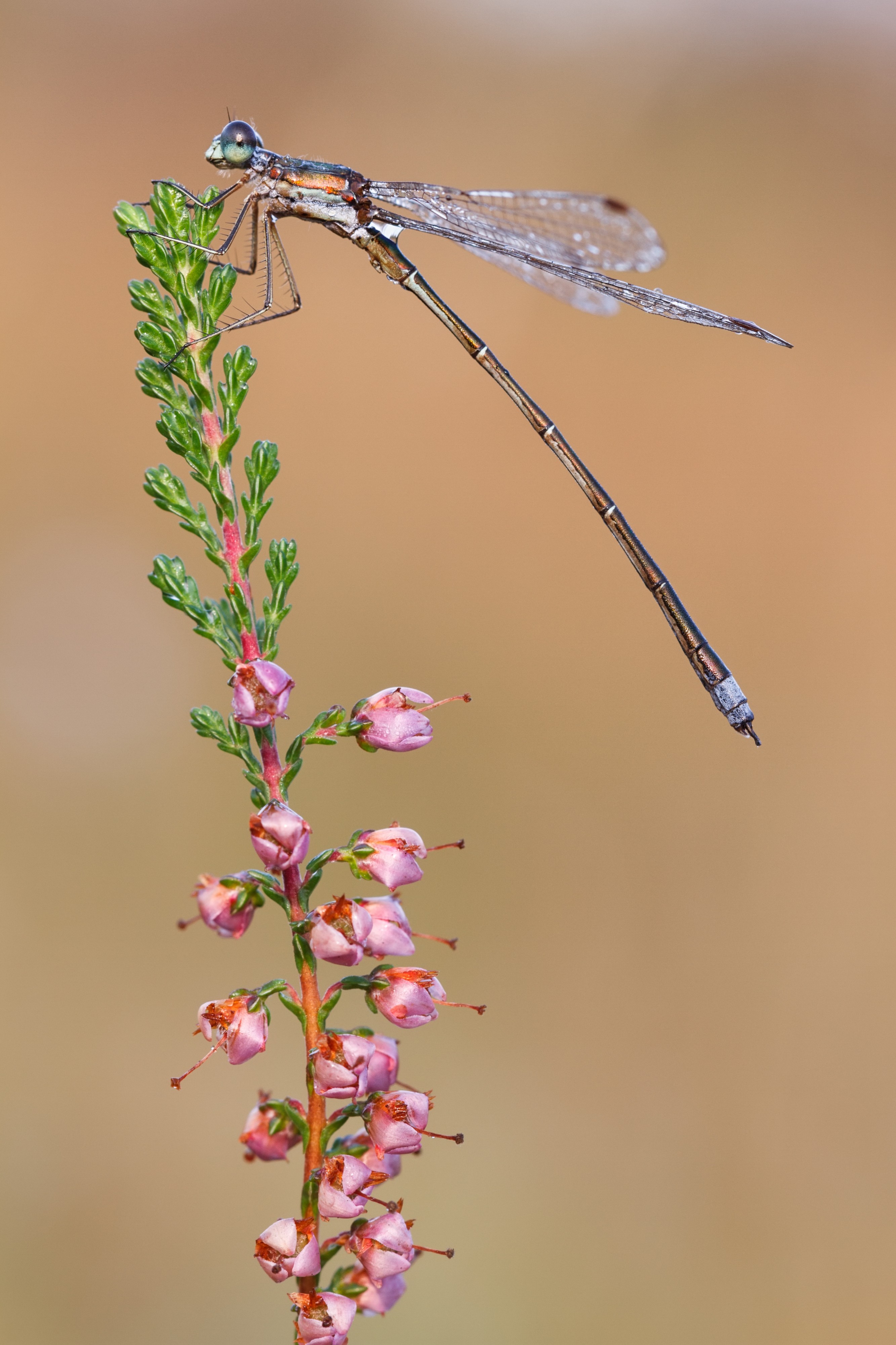 Kleine Binsenjungfer (Lestes virens)