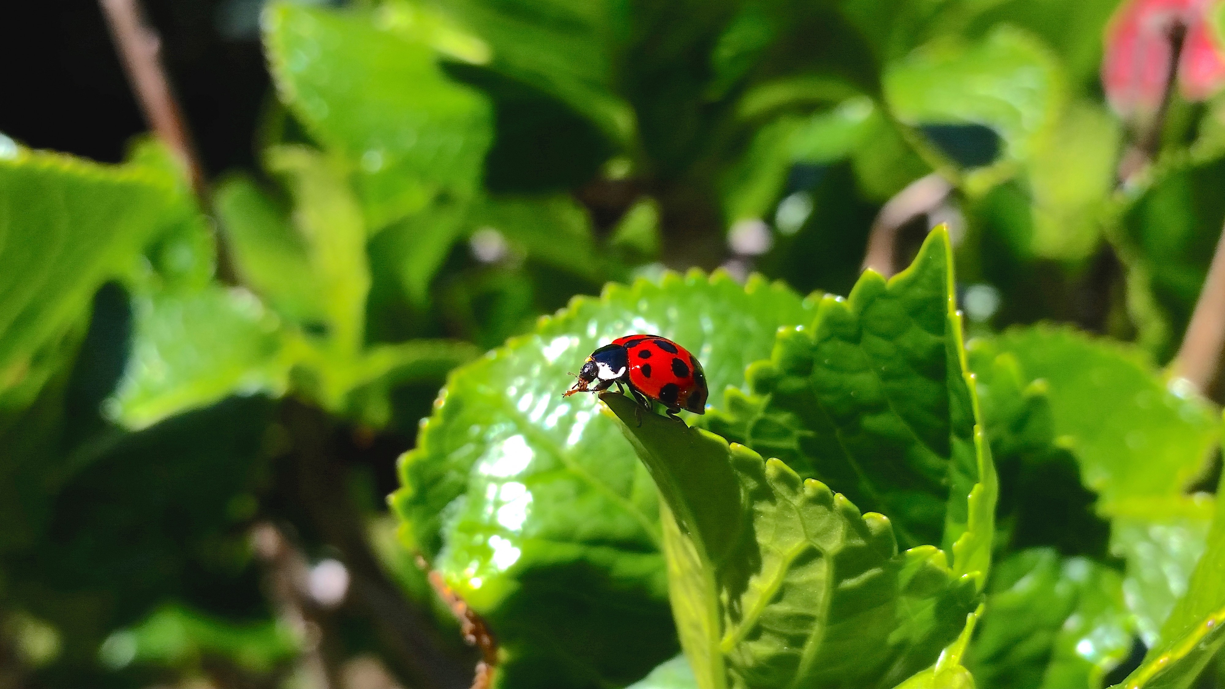 Lady Bug (15202625585)
