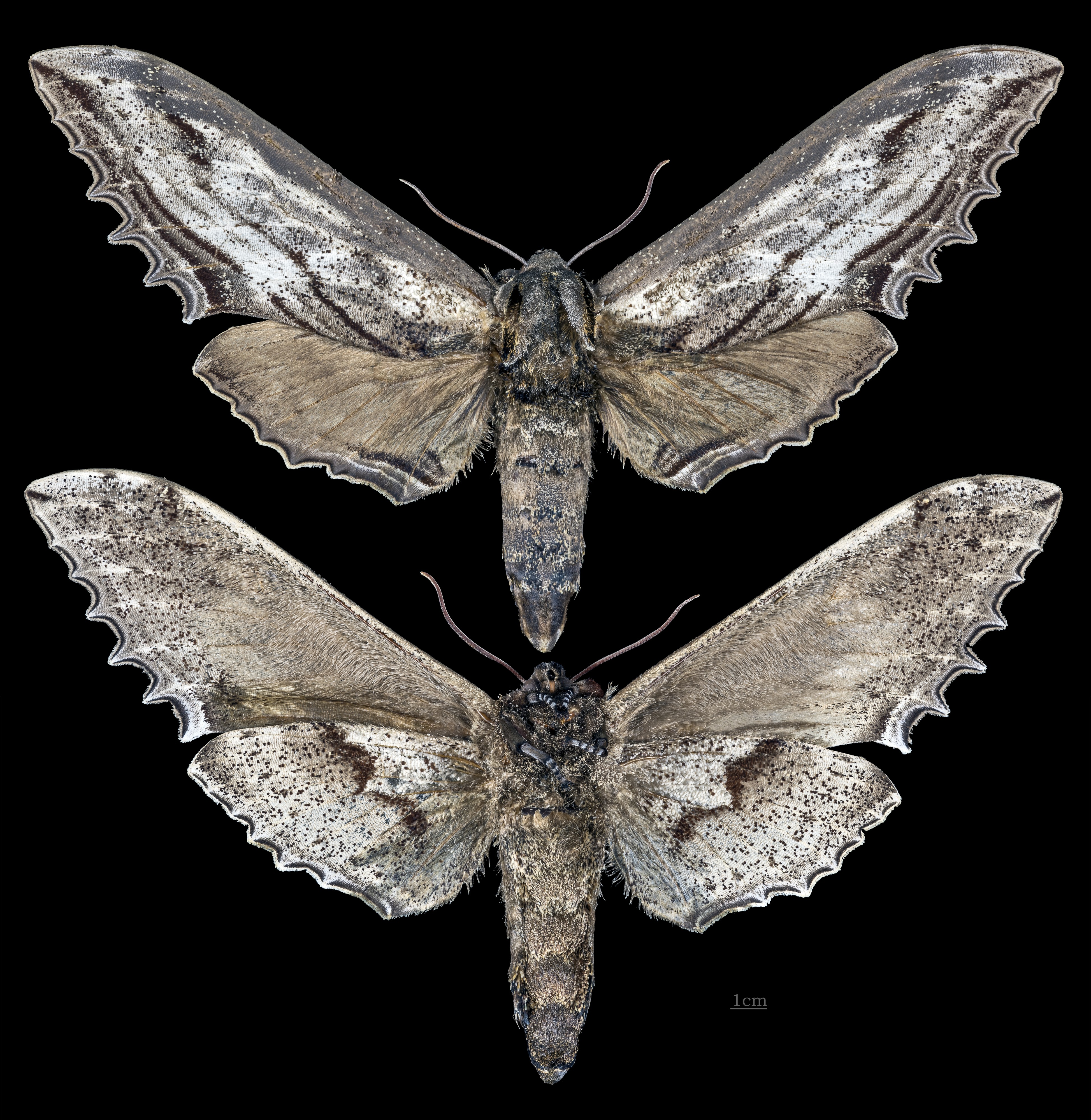 Langia zenzeroides nawai MHNT CUT 2010 0 207 Japan female