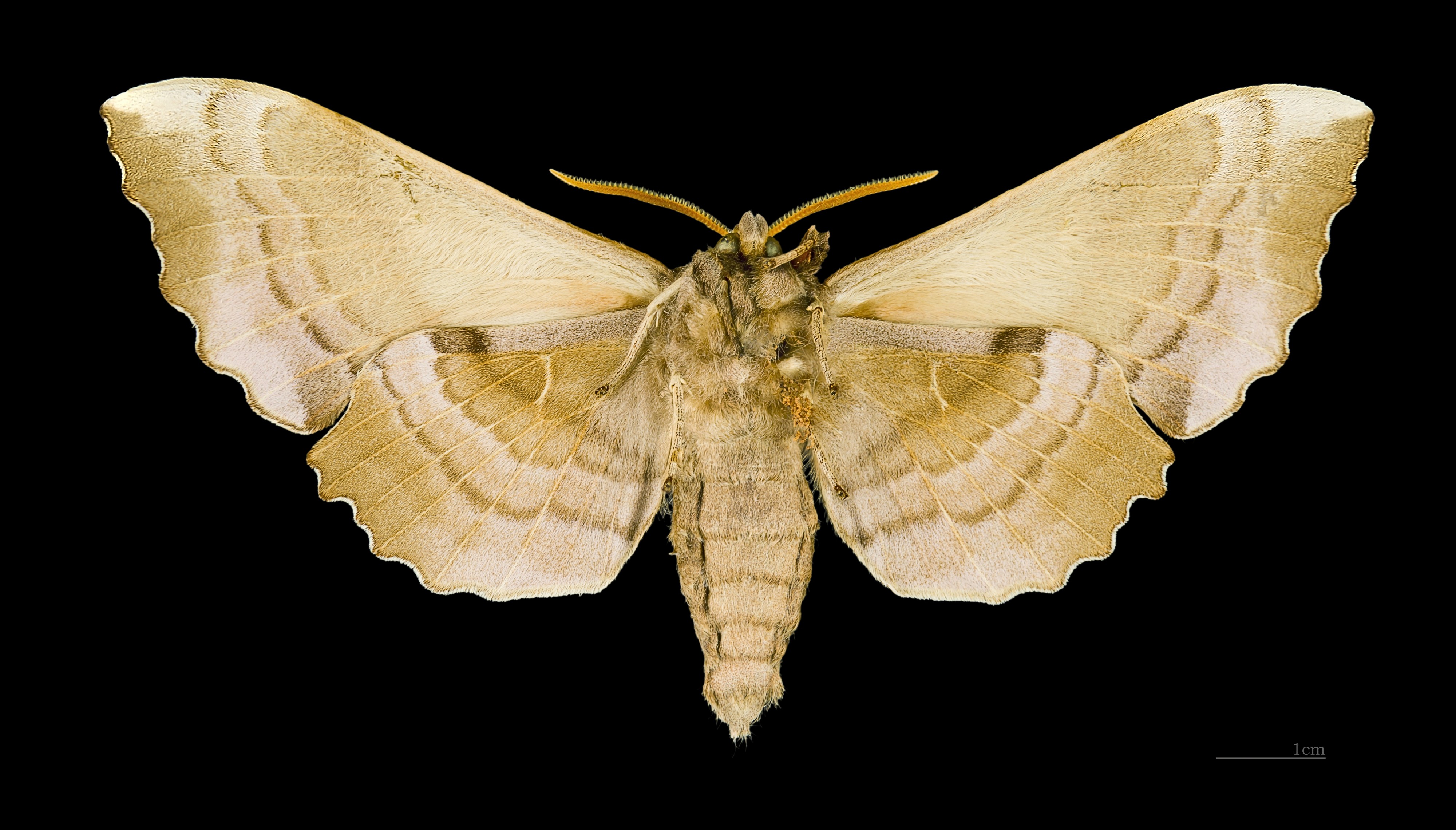 Laothoe populi MHNT ventre