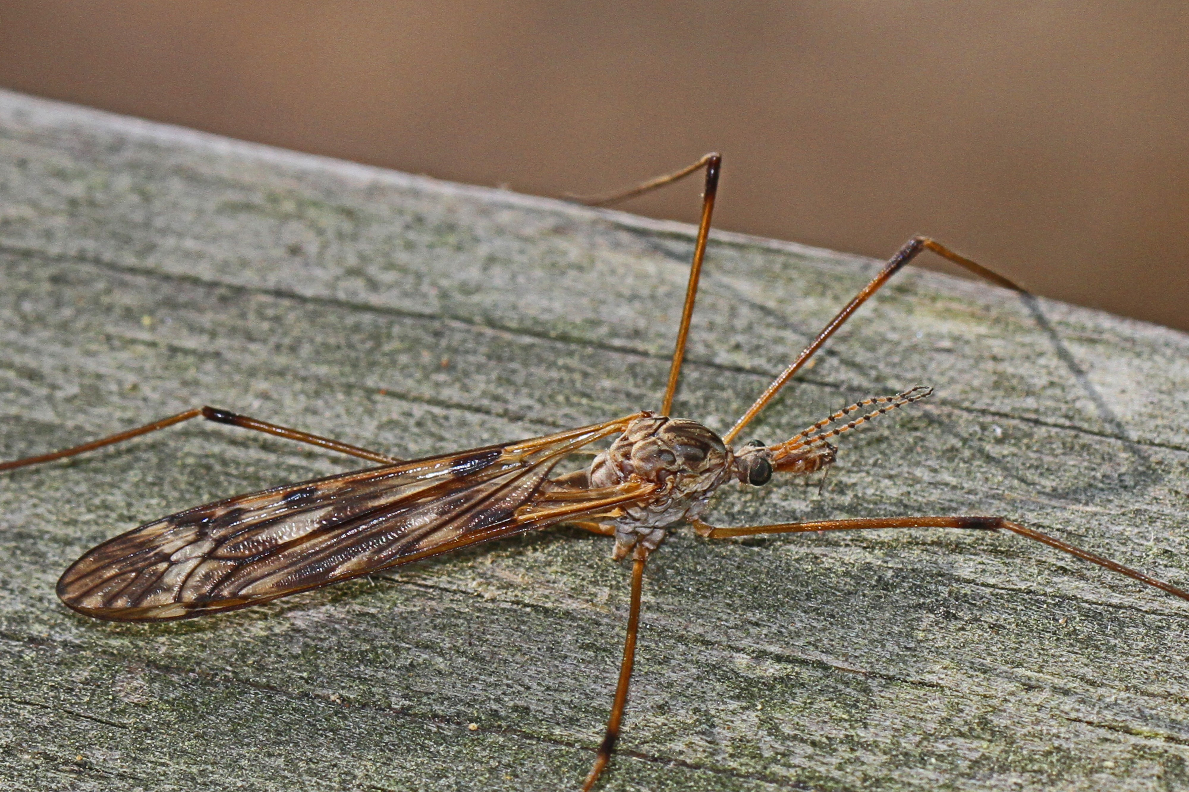Large Cranefly - Tipula sp., Leesylvania State Park, Woodbridge, Virginia - 7079518505