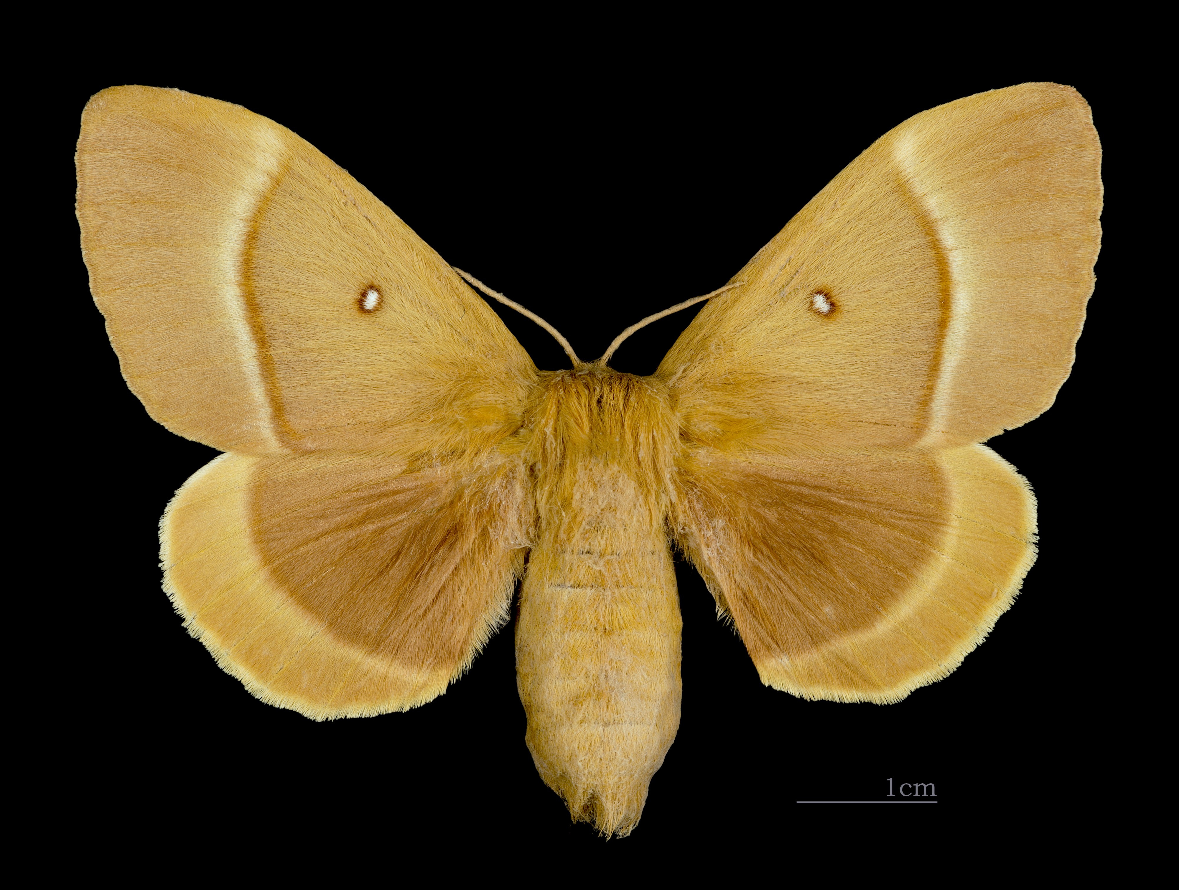 Lasiocampa quercus MHNT CUT 2011 0 446 female Mussidan dos